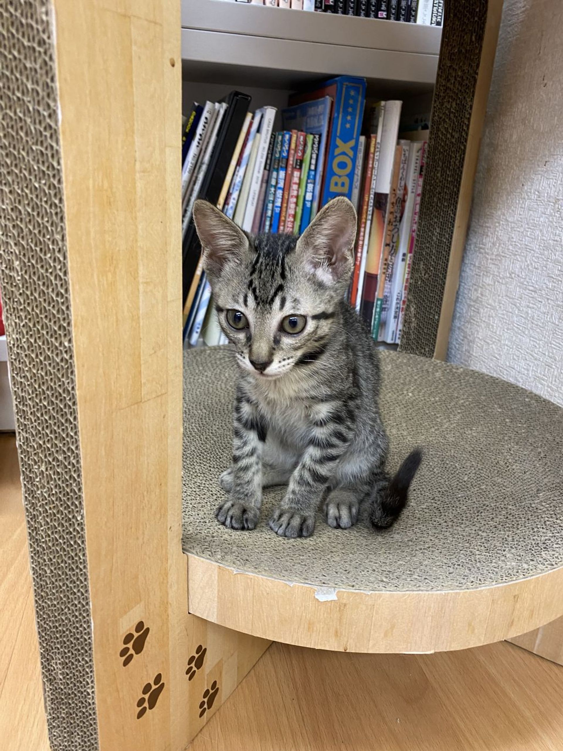 雑種（ミックス猫）・オスの里親募集の写真