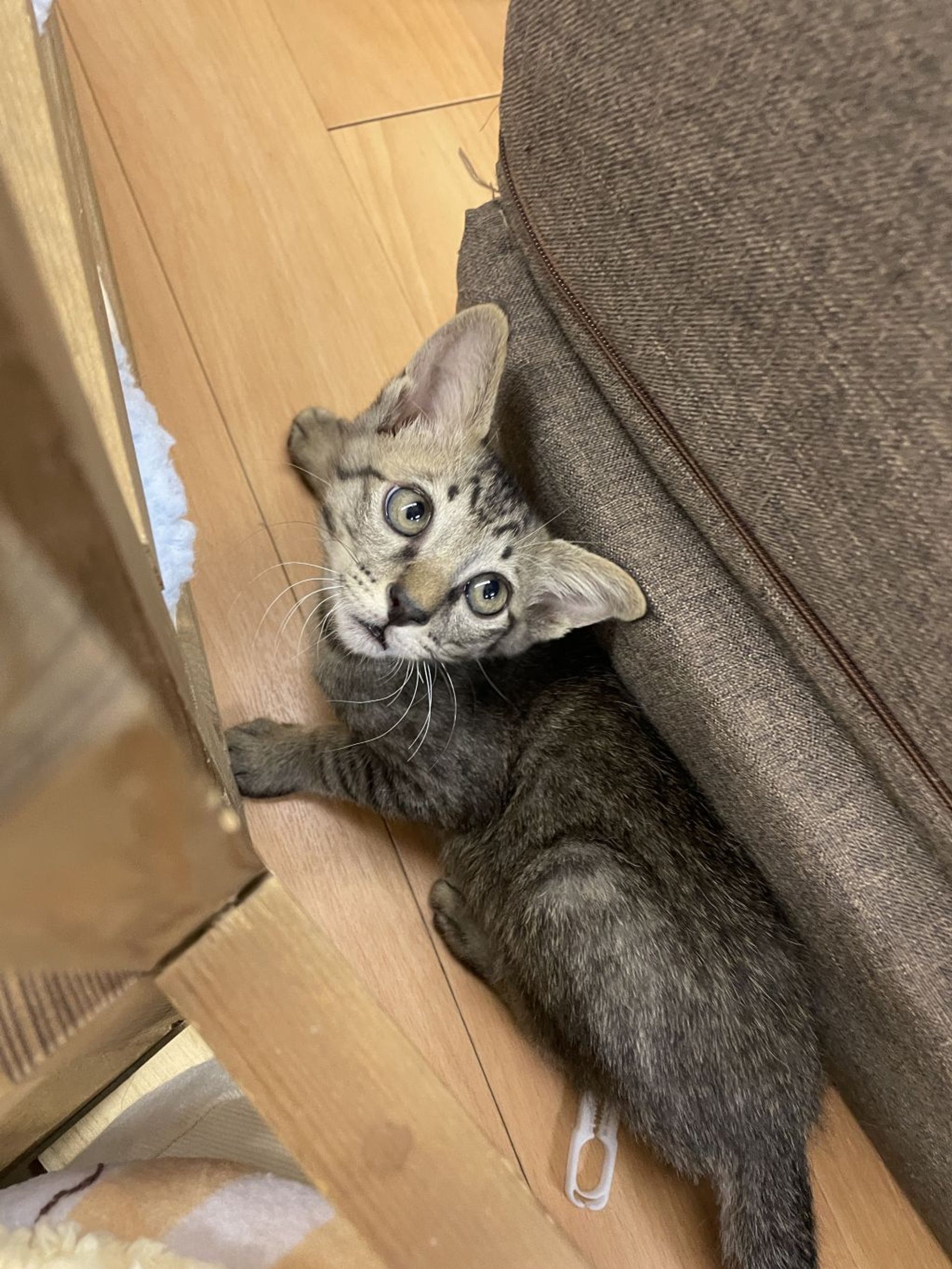 雑種（ミックス猫）・オスの里親募集の写真
