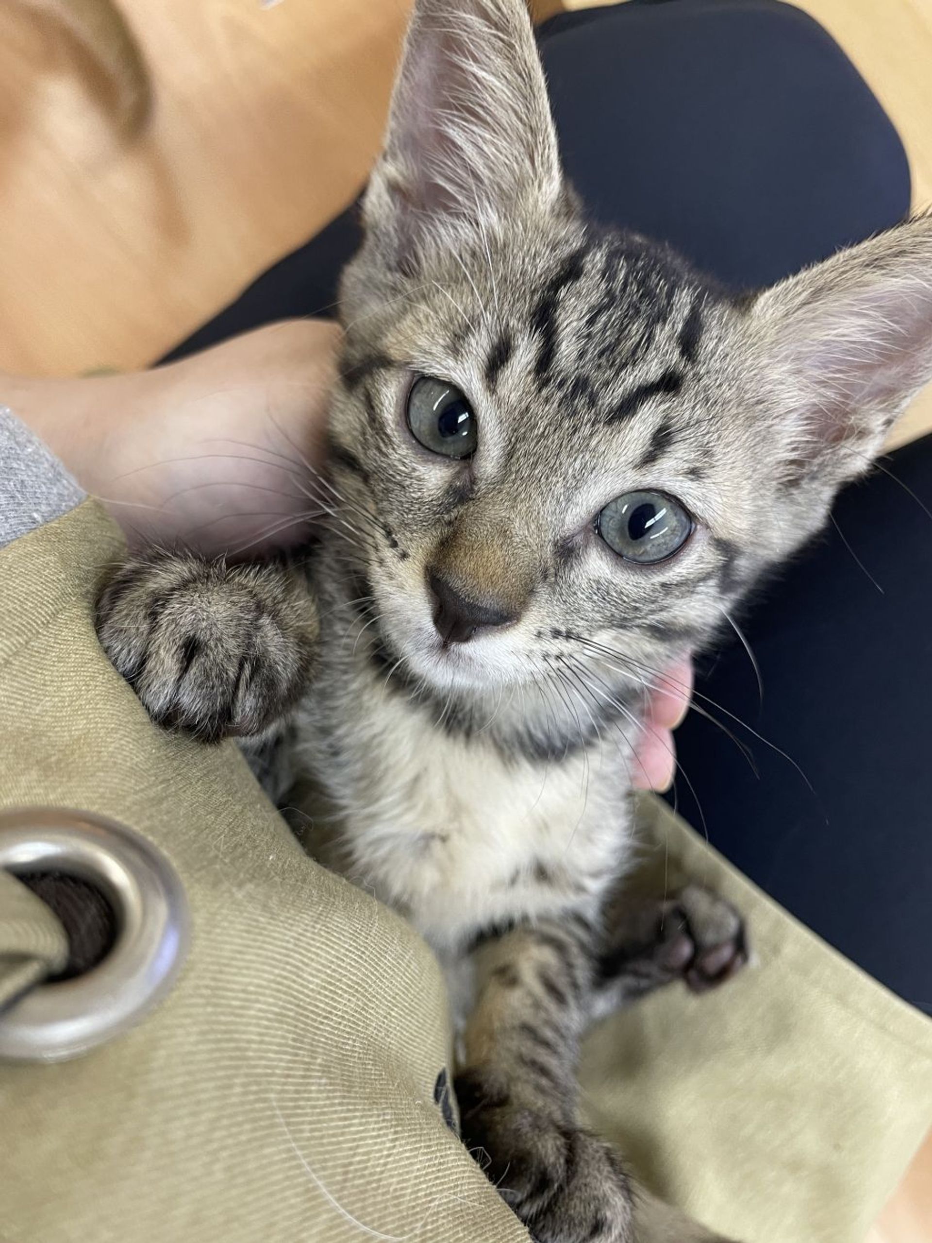 雑種（ミックス猫）・メスの里親募集の写真
