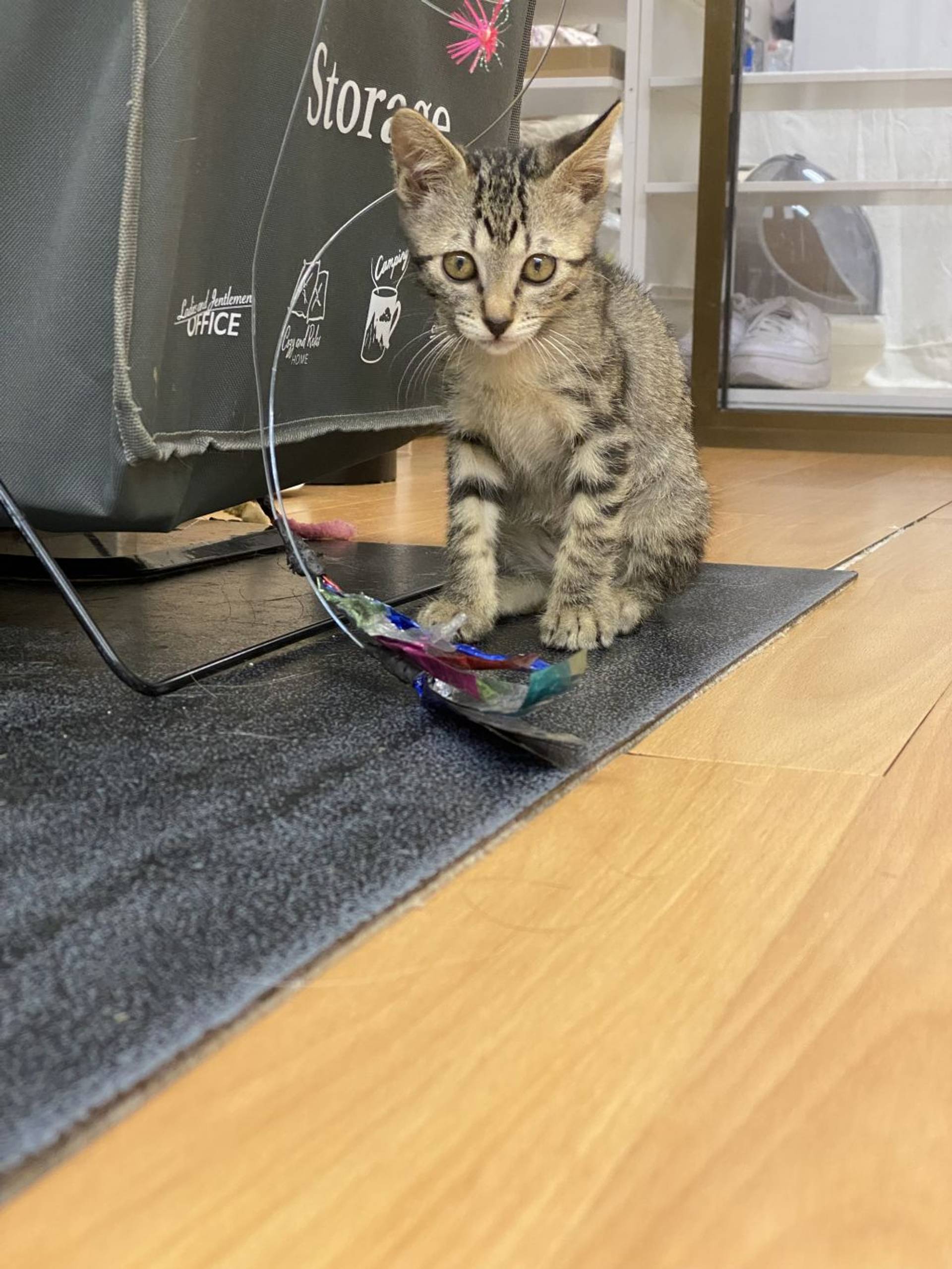 雑種（ミックス猫）・メスの里親募集の写真