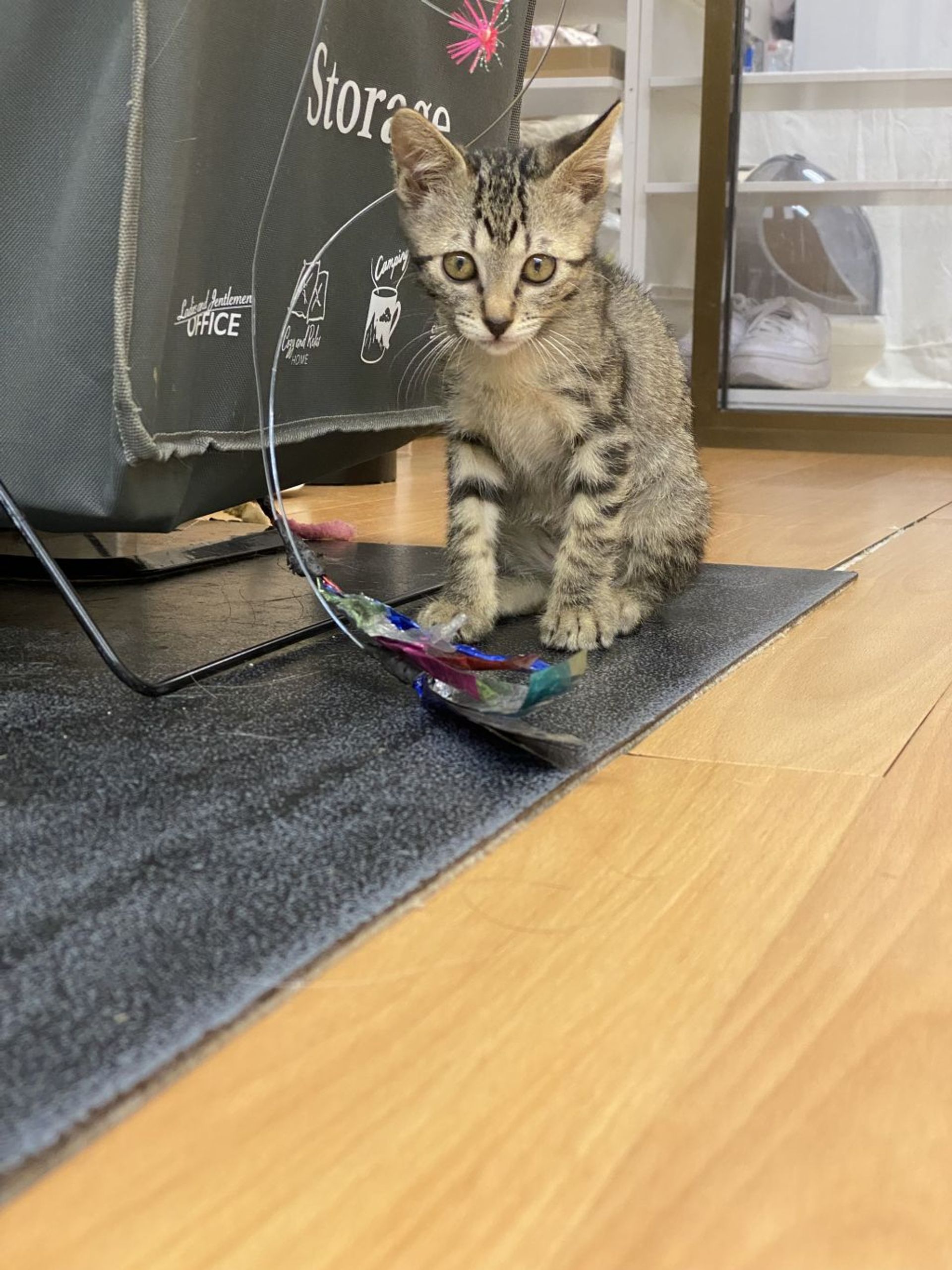 雑種（ミックス猫）・メスの里親募集の写真