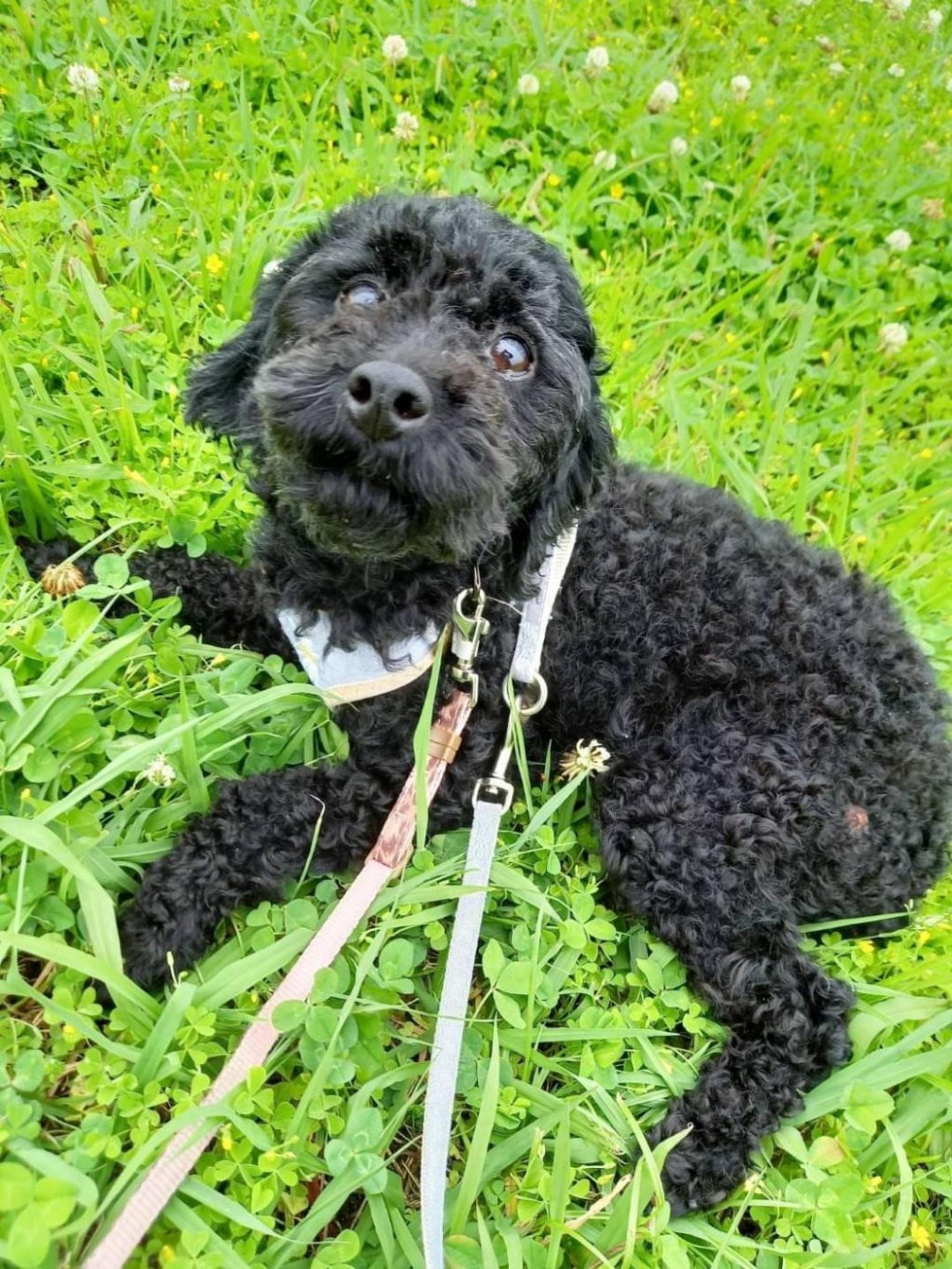pet-image-2