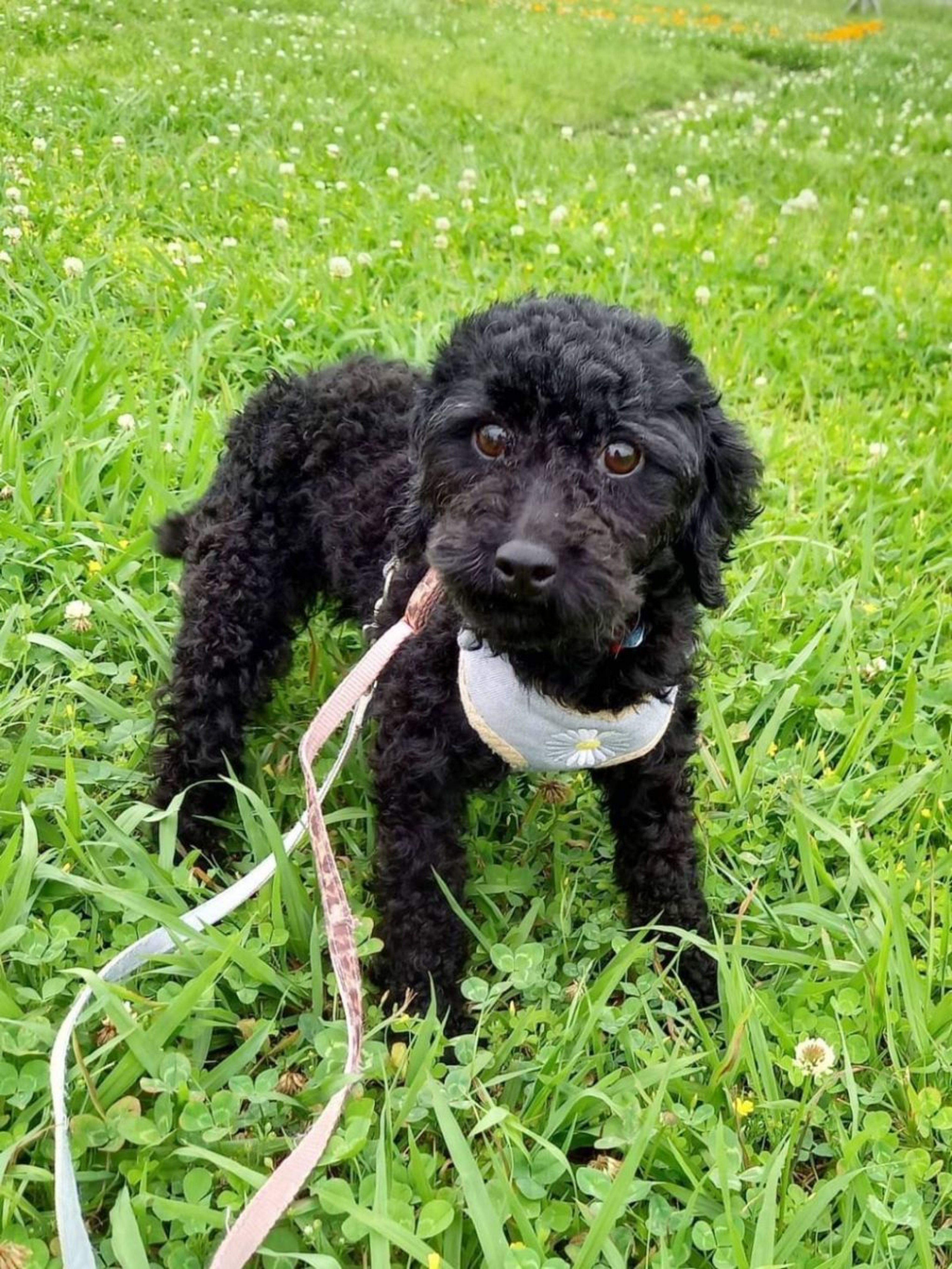 pet-image-3