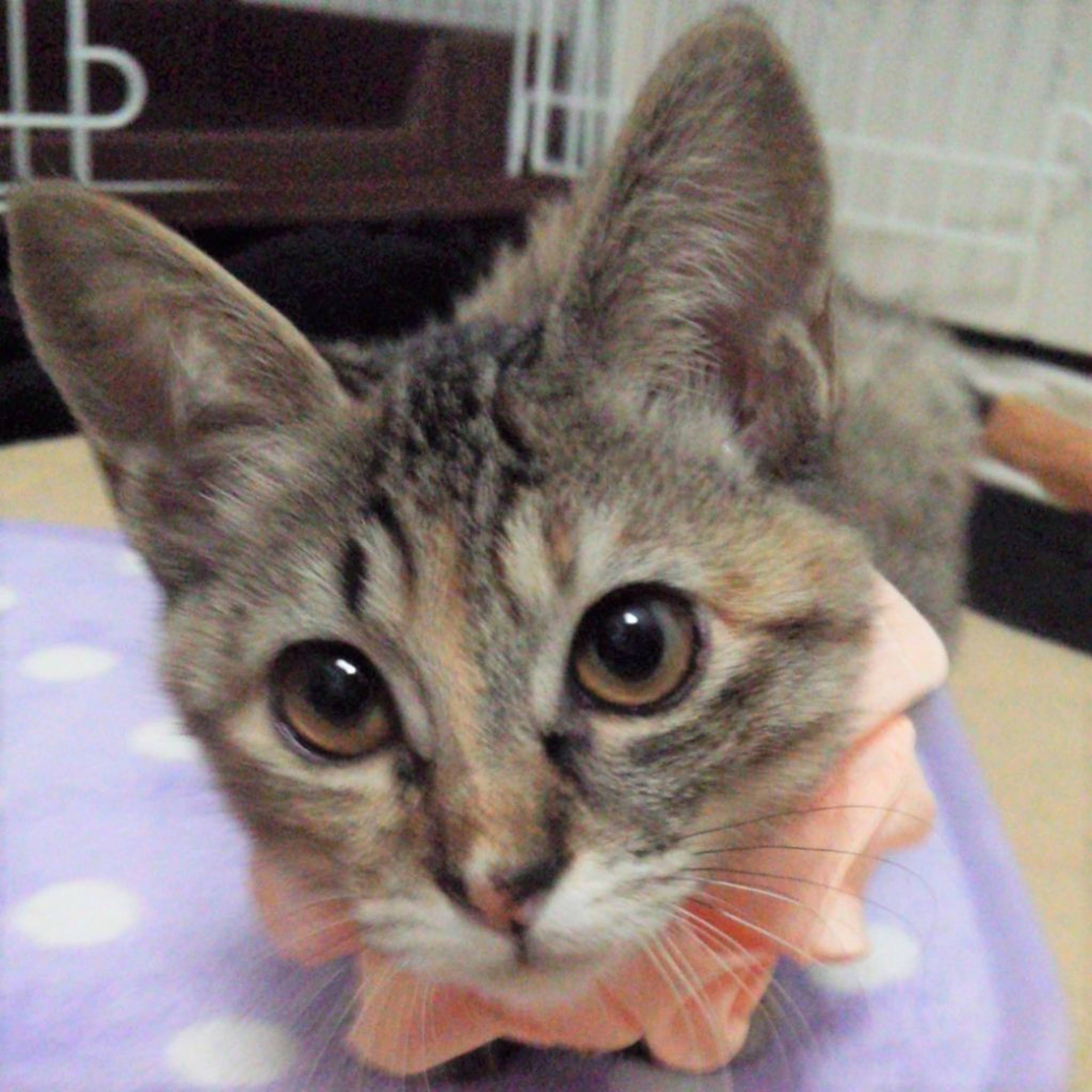 雑種（ミックス猫）・メスの里親募集の写真