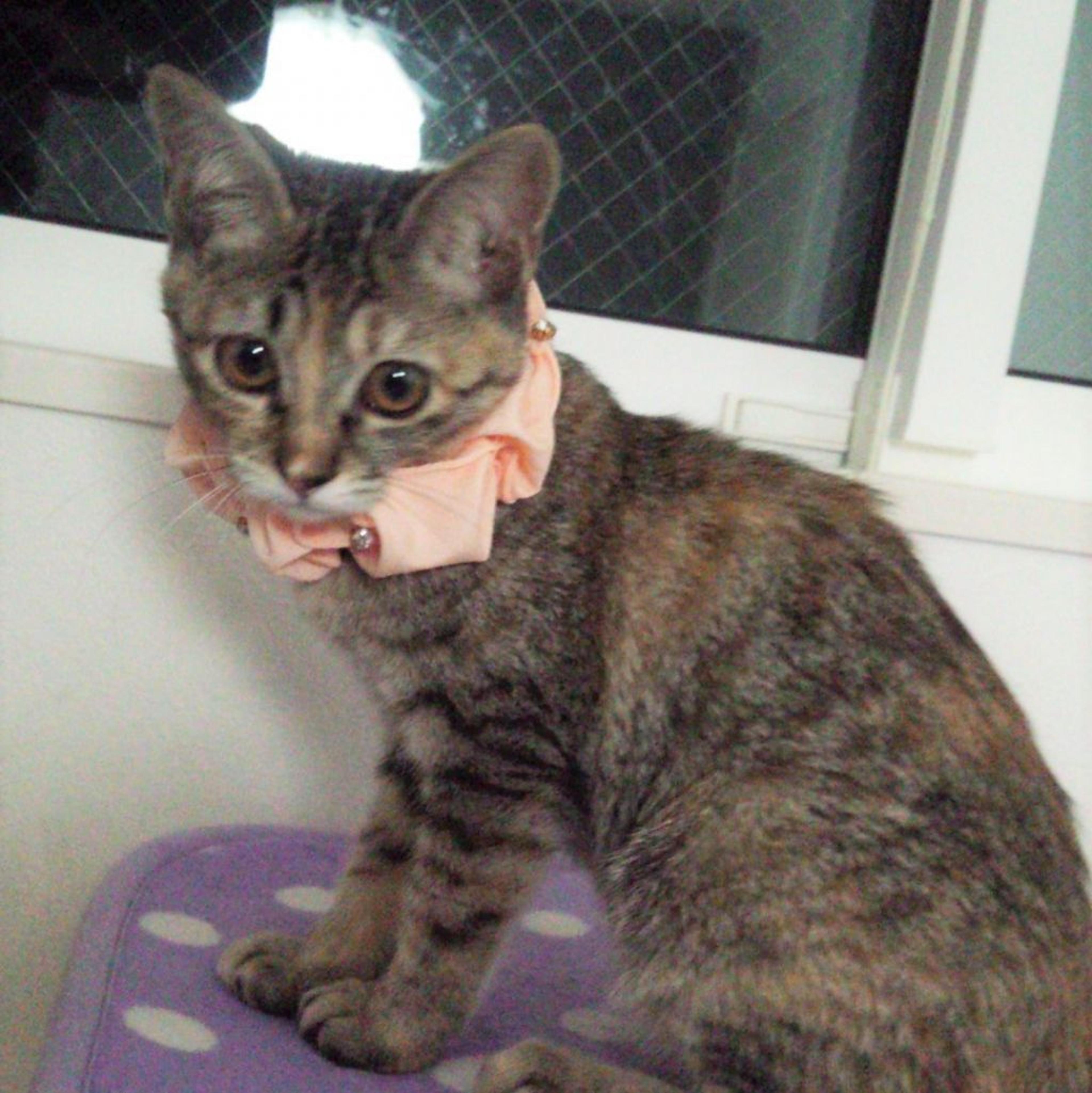 pet-image-3