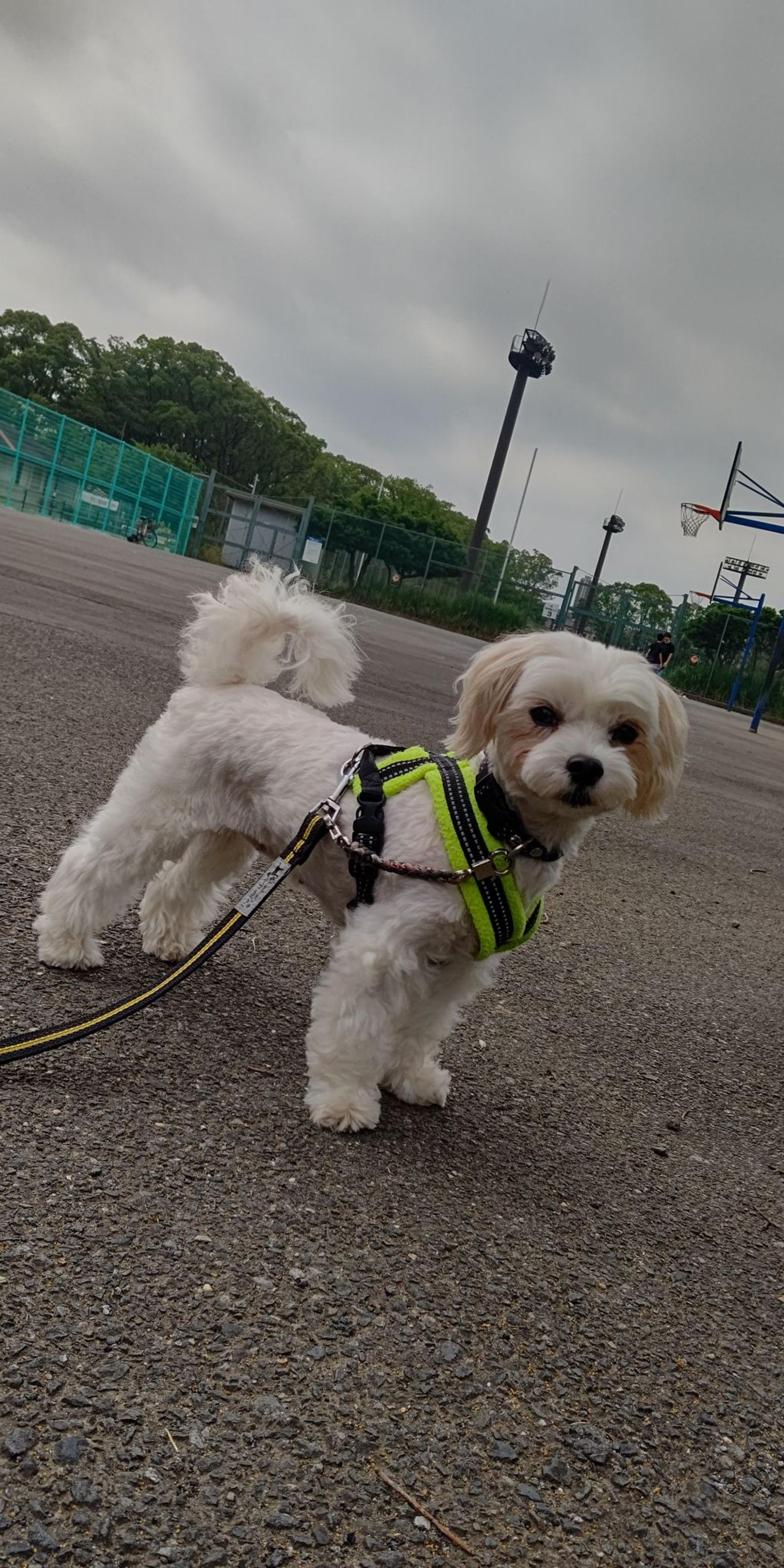 pet-image-4