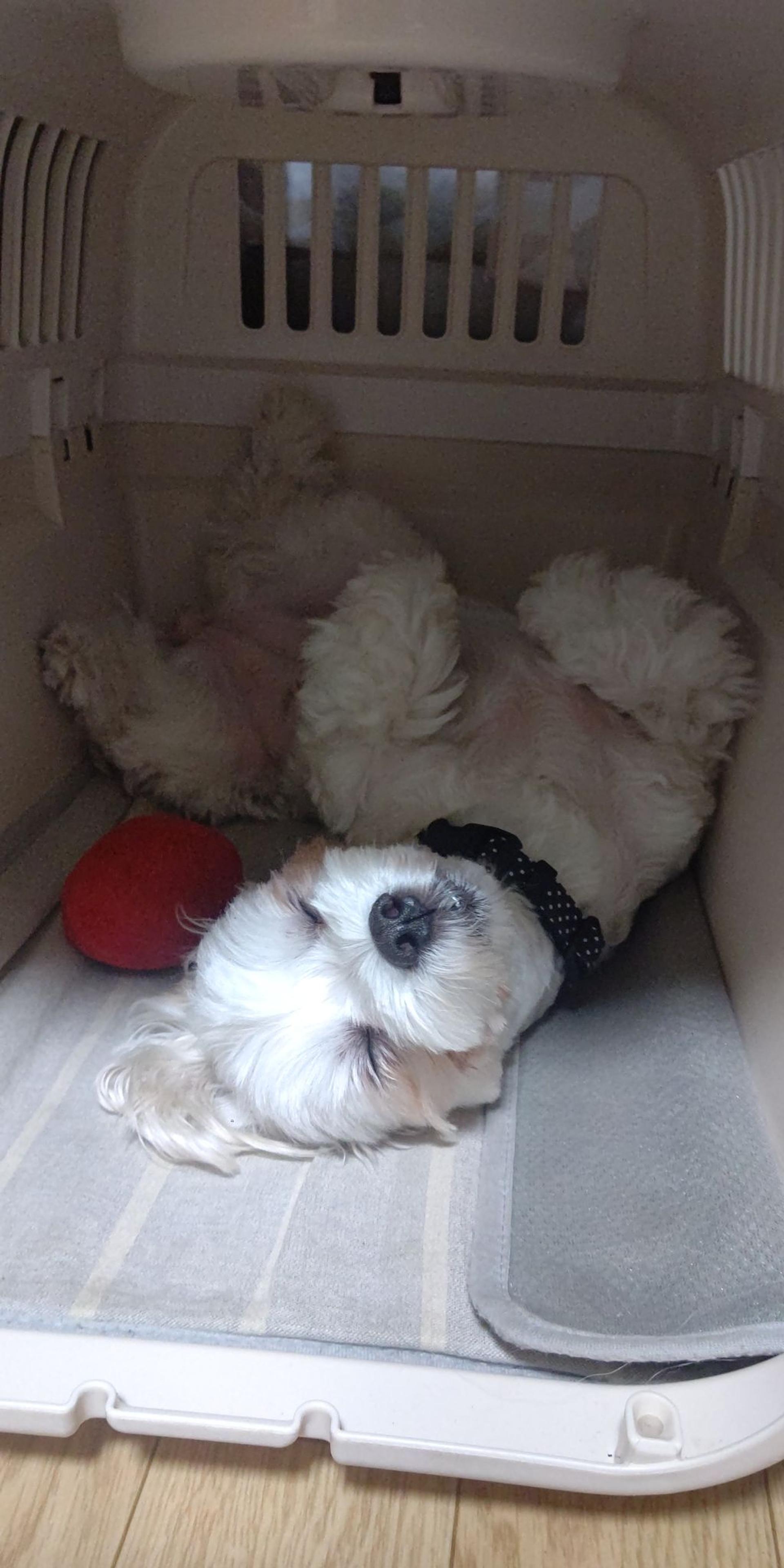 pet-image-5