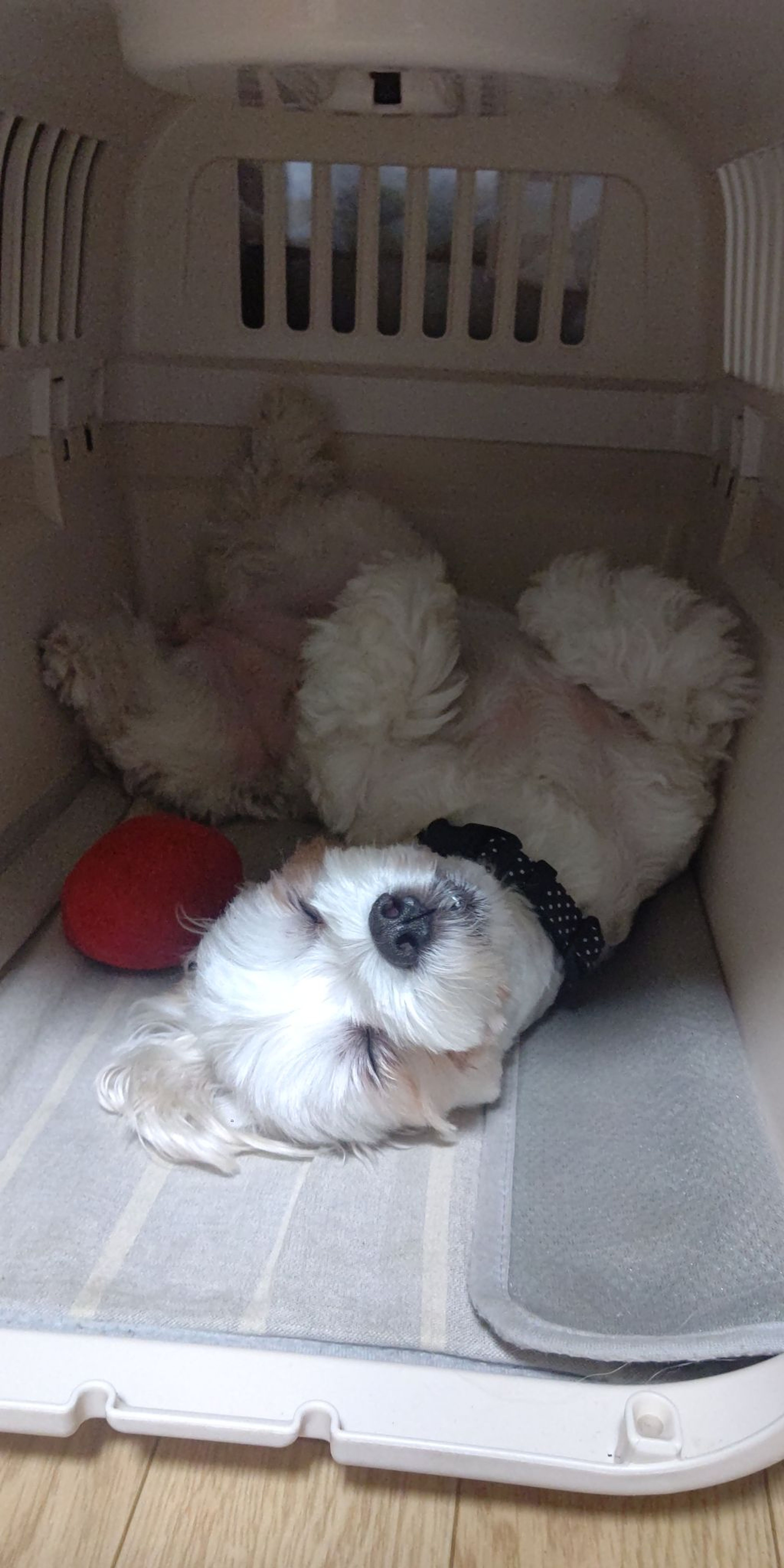 pet-image-5