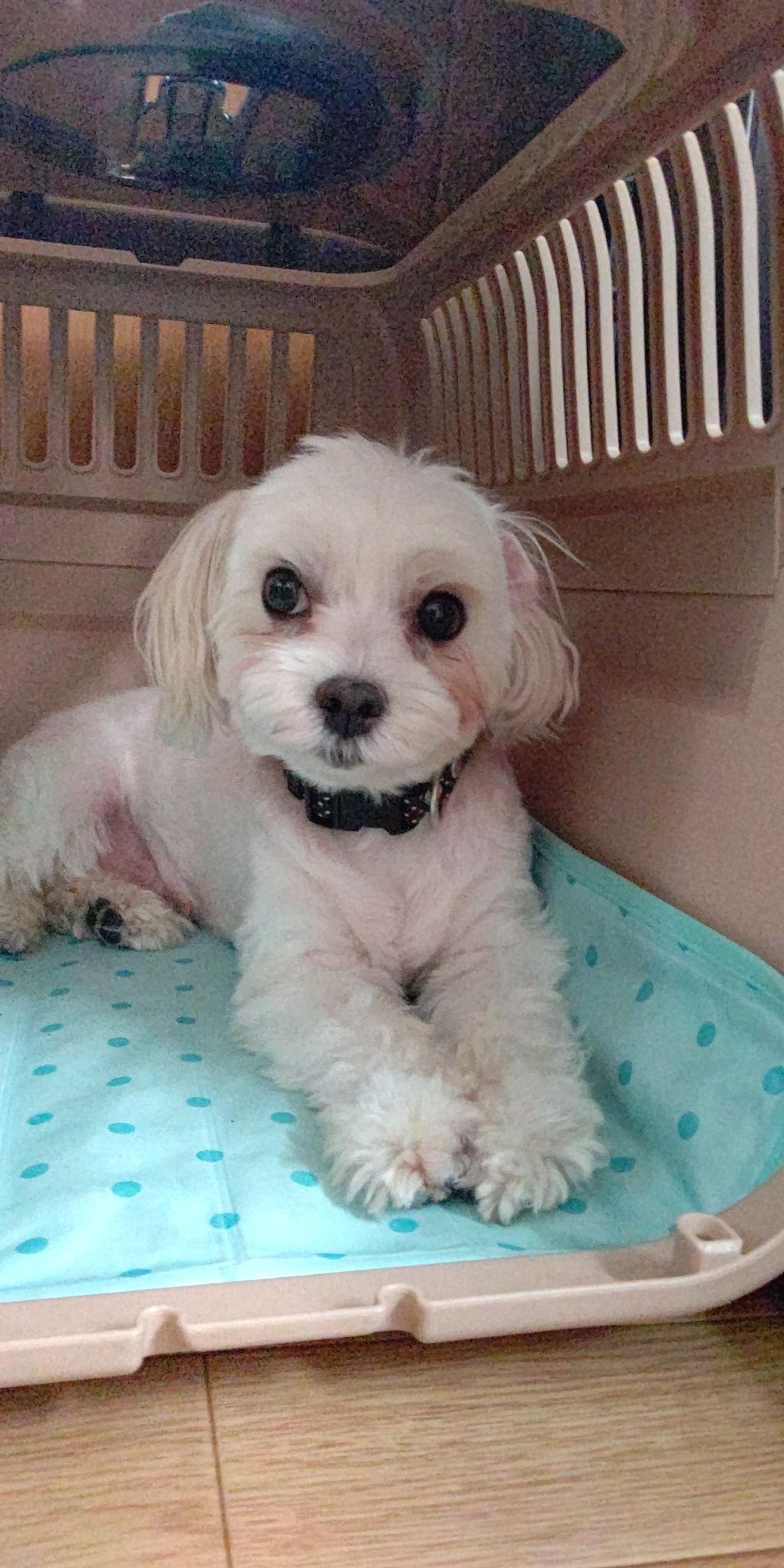 pet-image-6