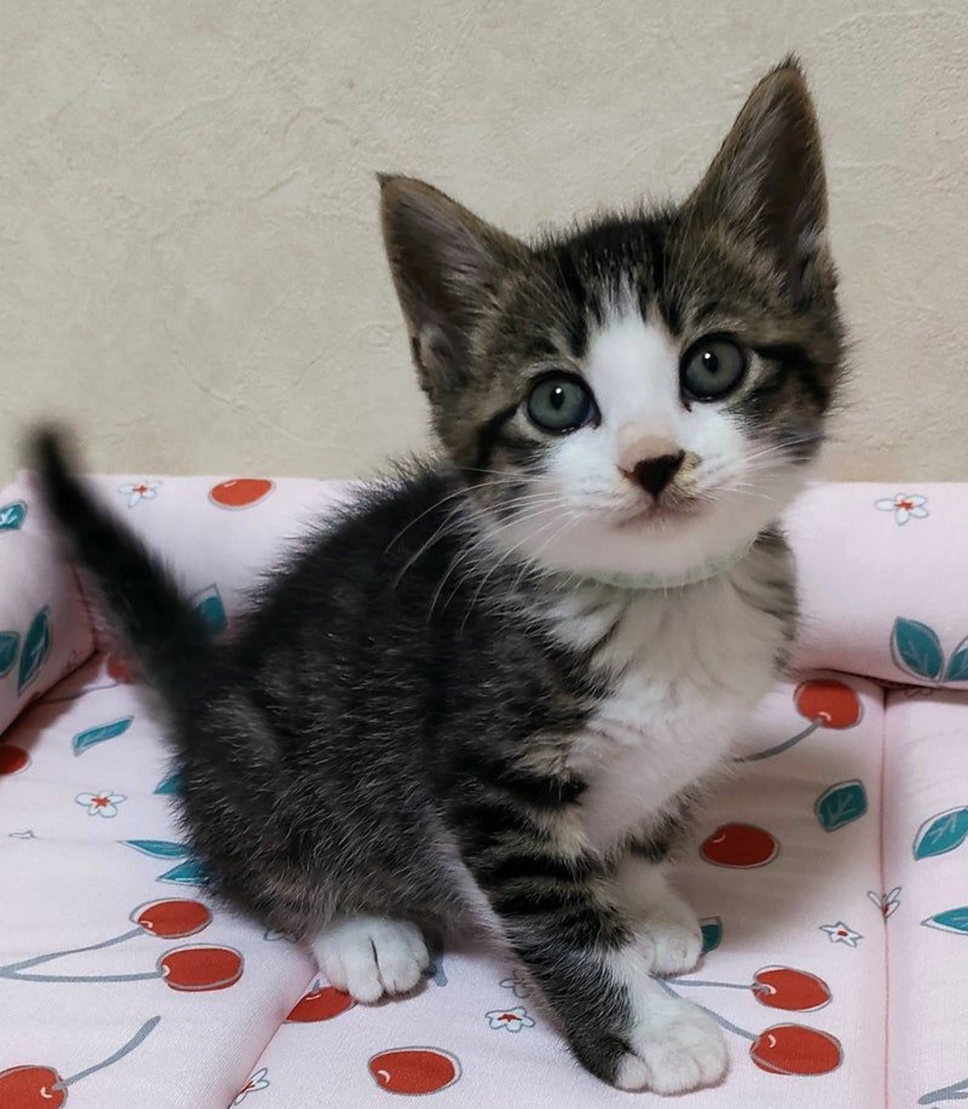 雑種（ミックス猫）・オスの里親募集の写真