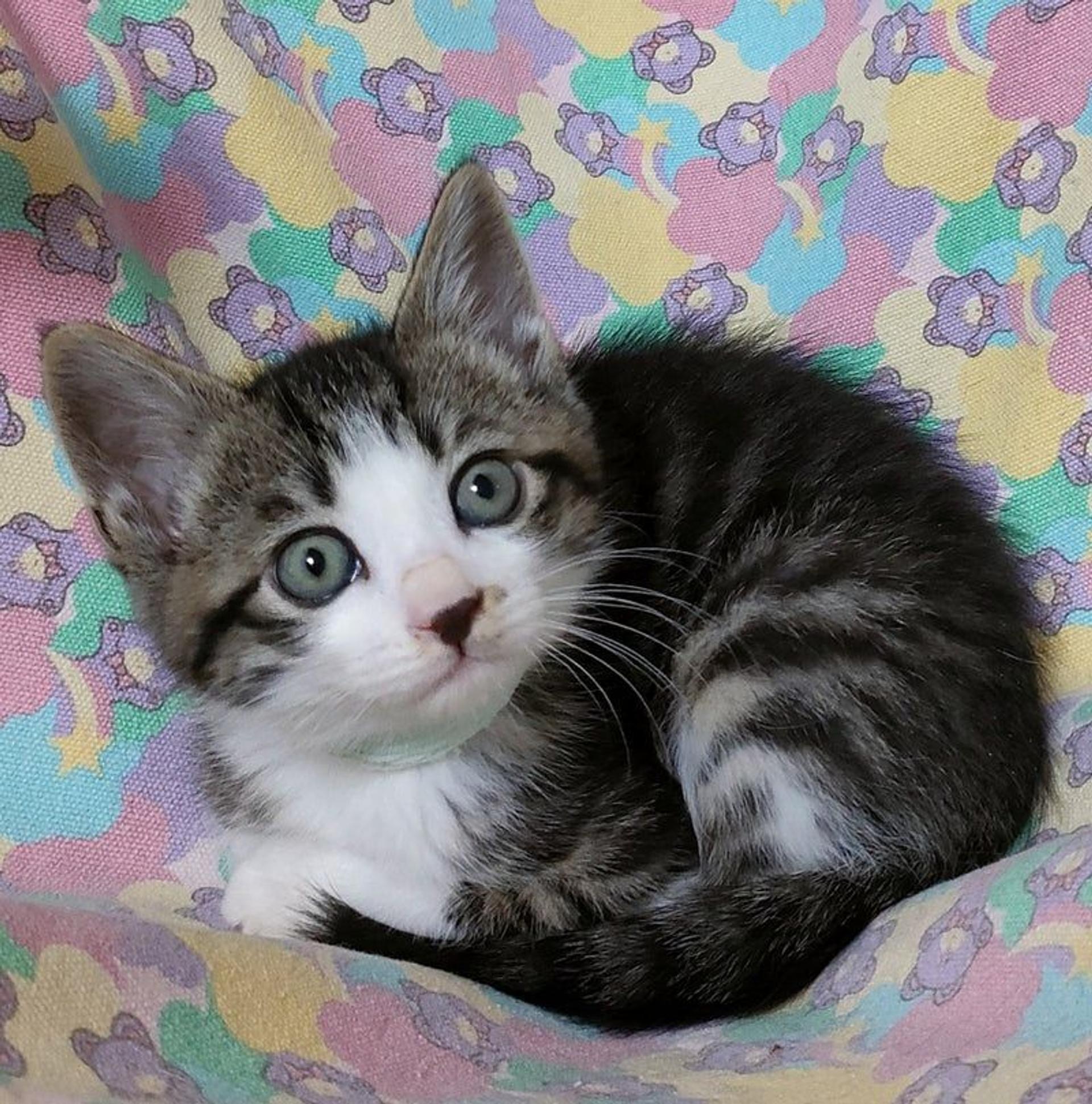 pet-image-2