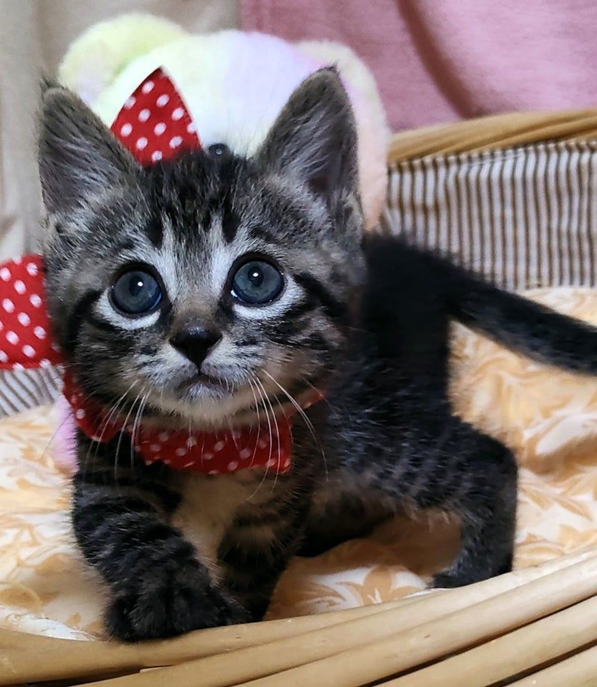 雑種（ミックス猫）・メスの里親募集の写真