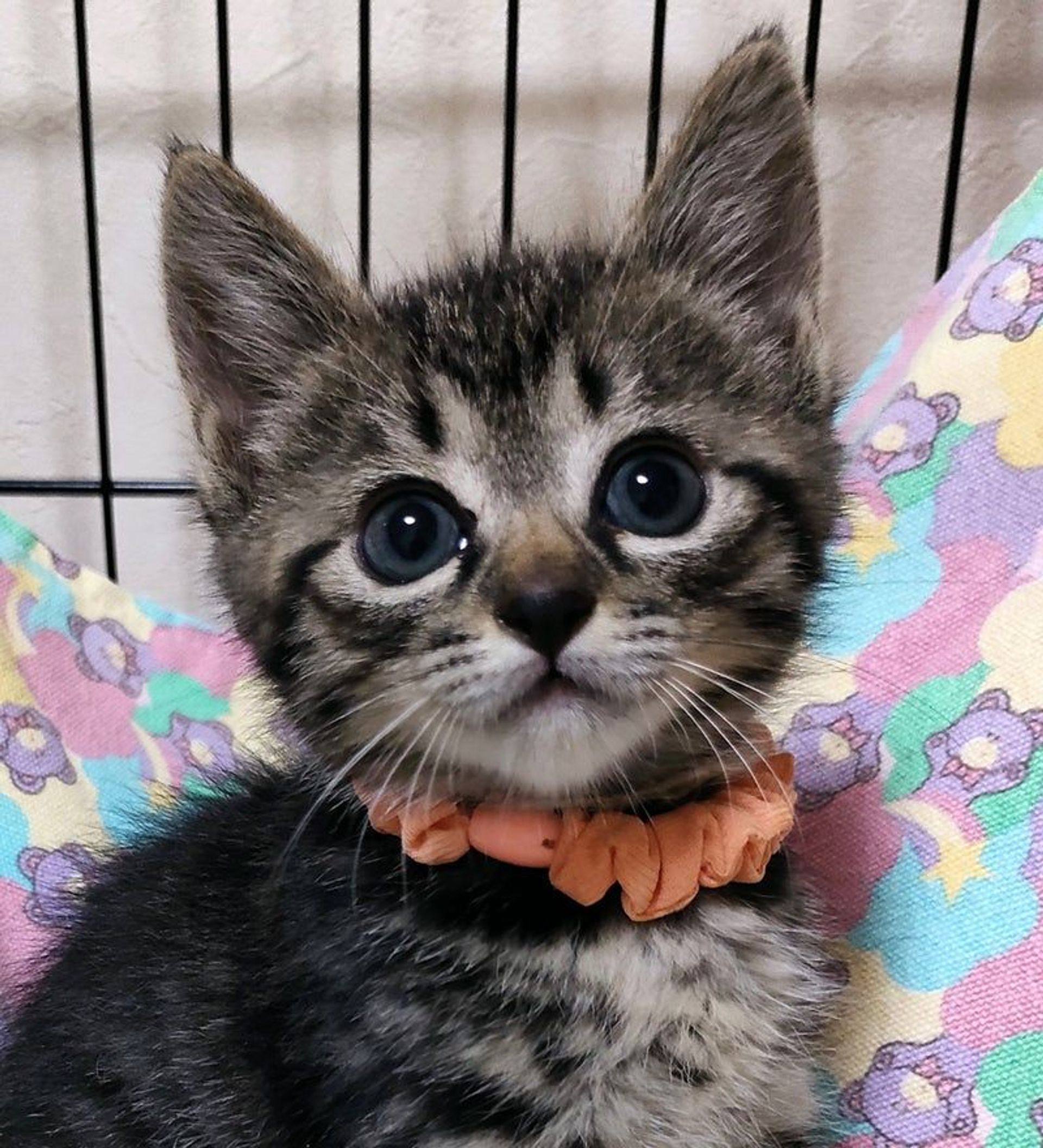 雑種（ミックス猫）・メスの里親募集の写真