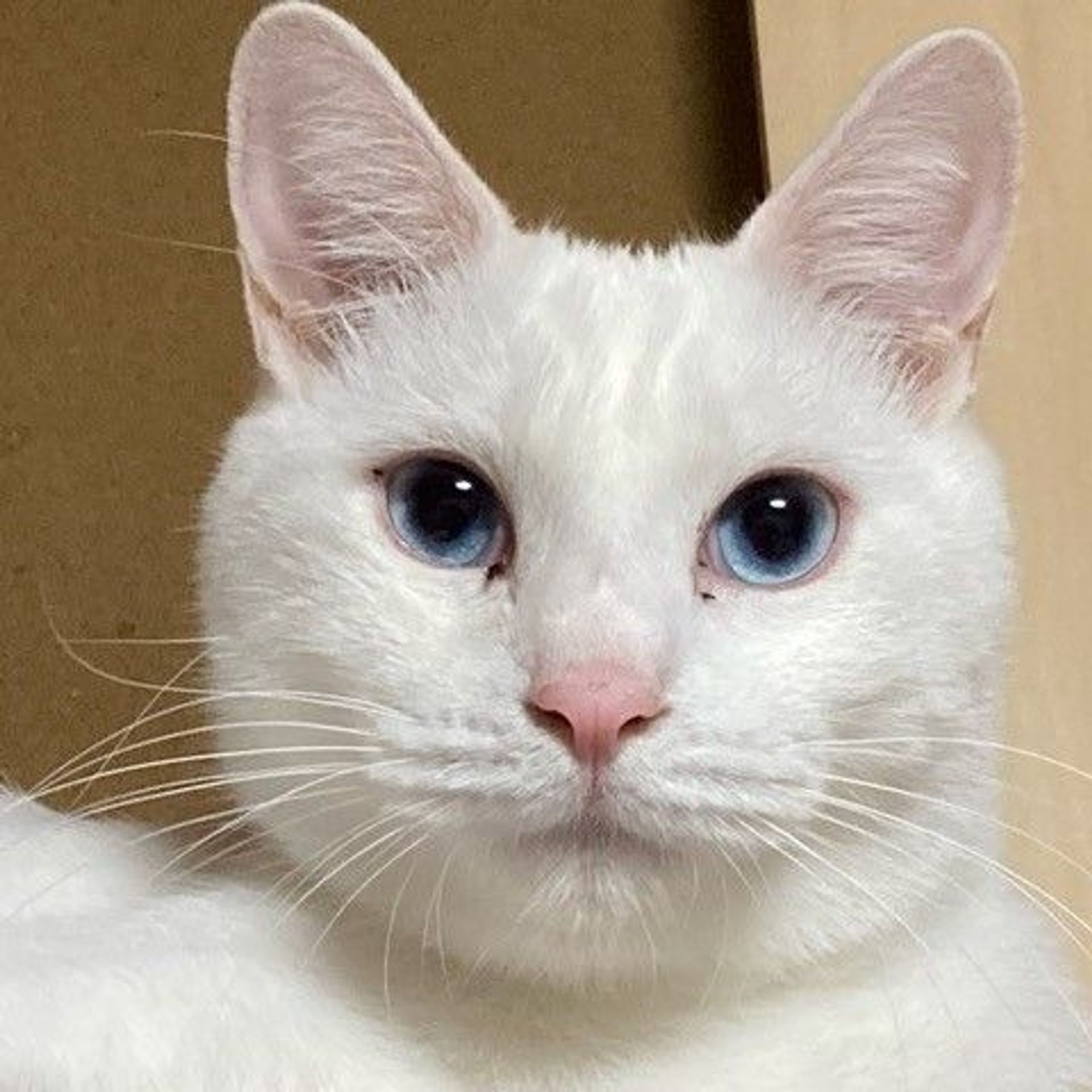 雑種（ミックス猫）・オスの里親募集の写真