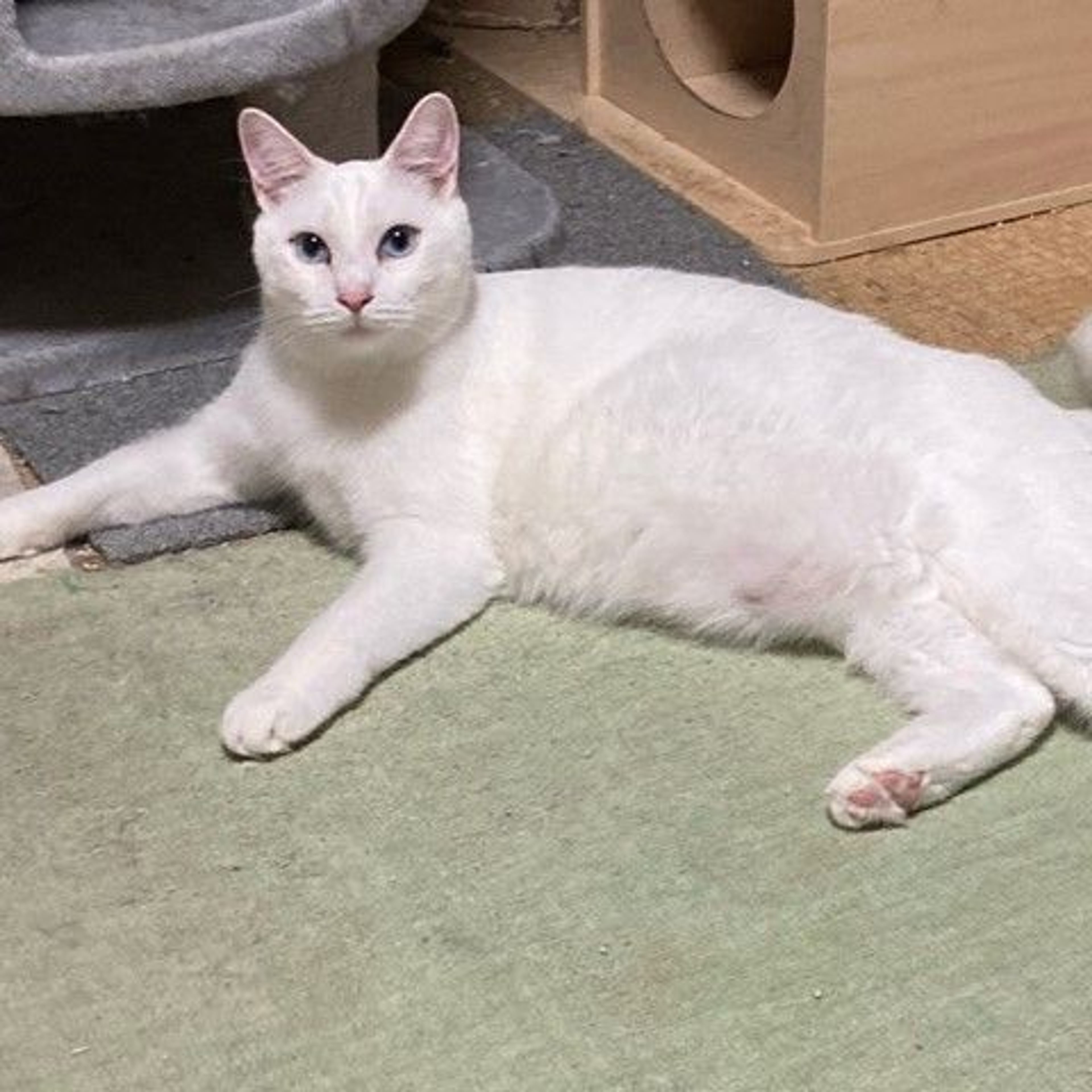 pet-image-3