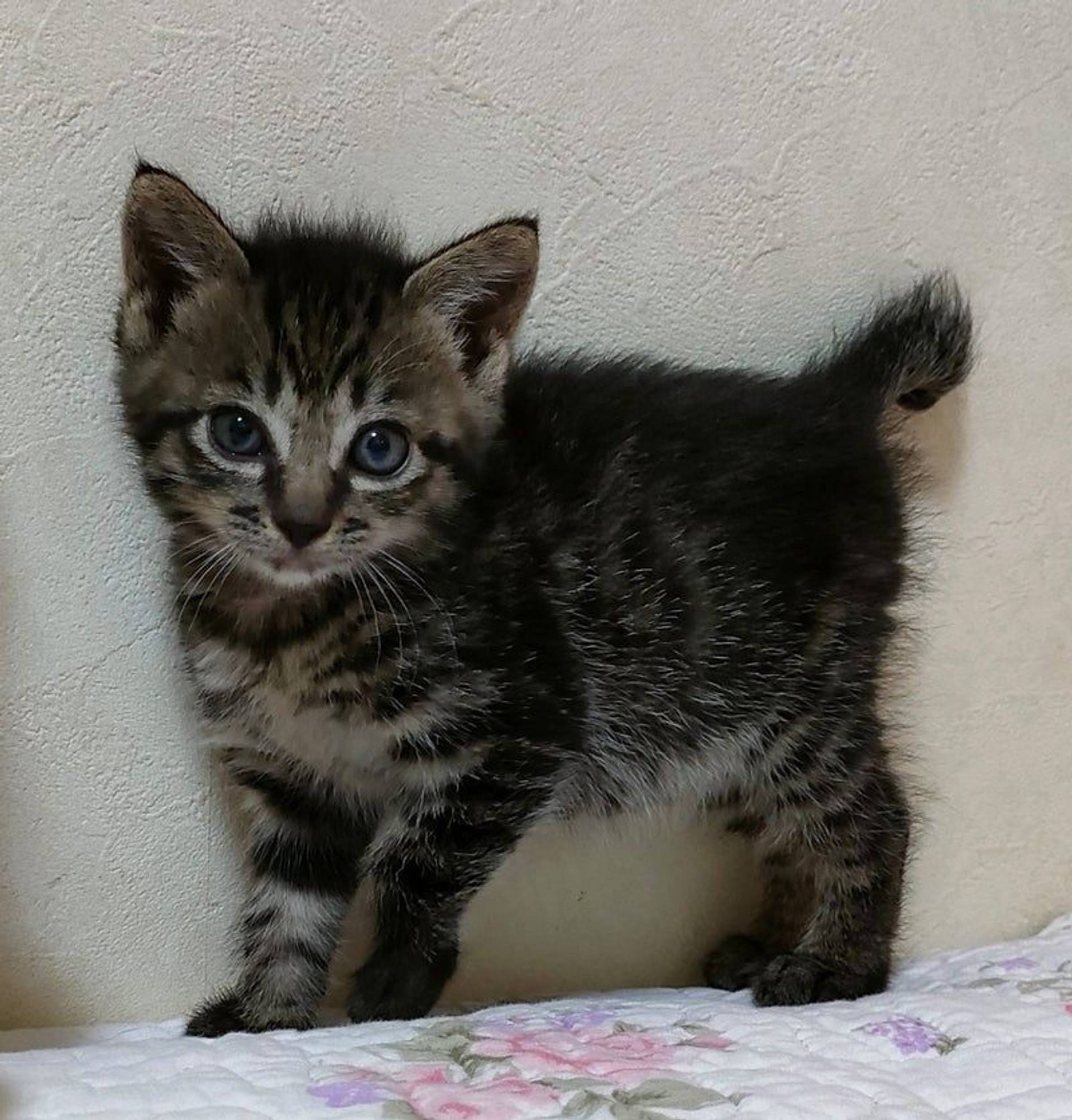 雑種（ミックス猫）・メスの里親募集の写真