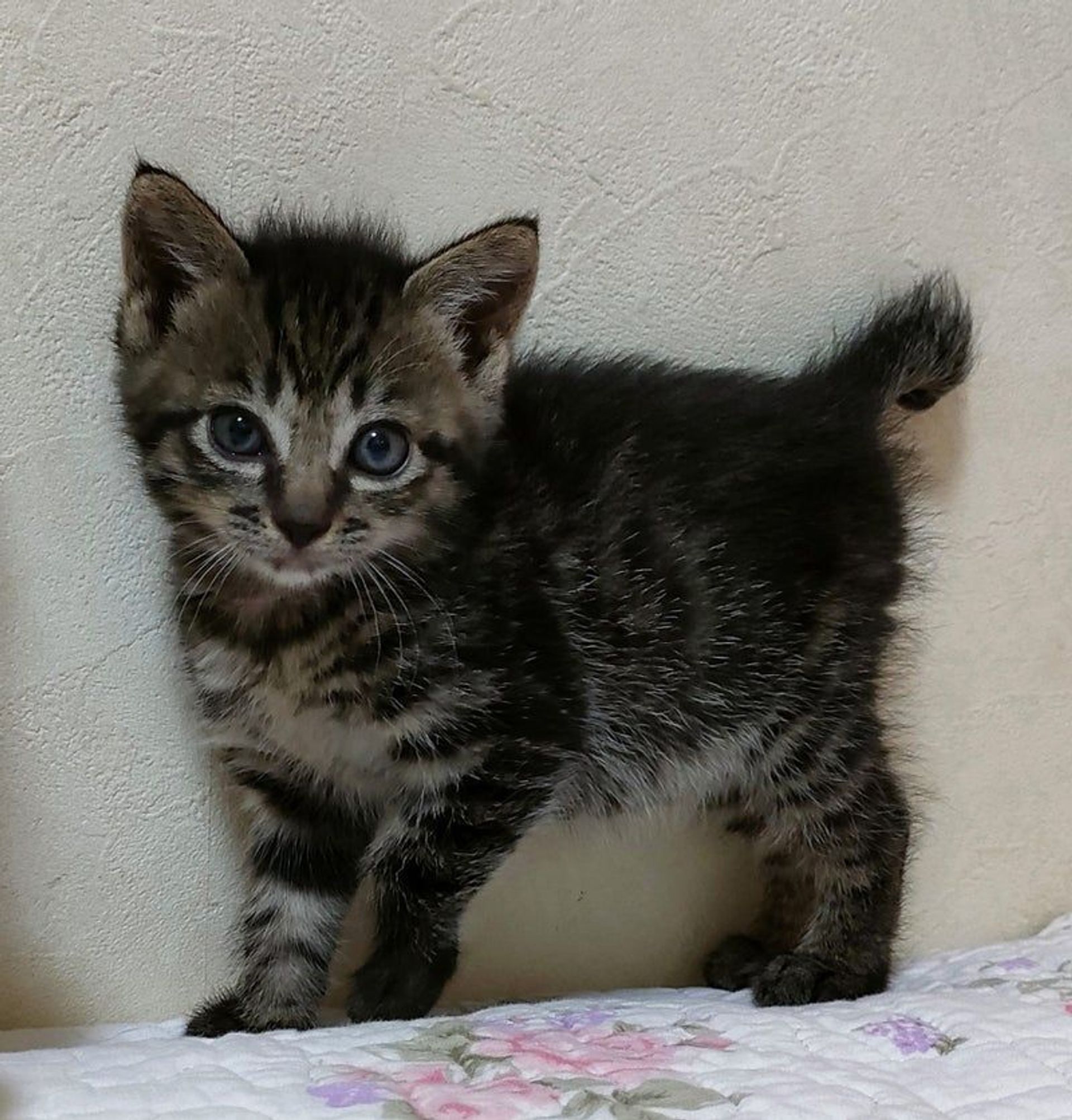雑種（ミックス猫）・メスの里親募集の写真