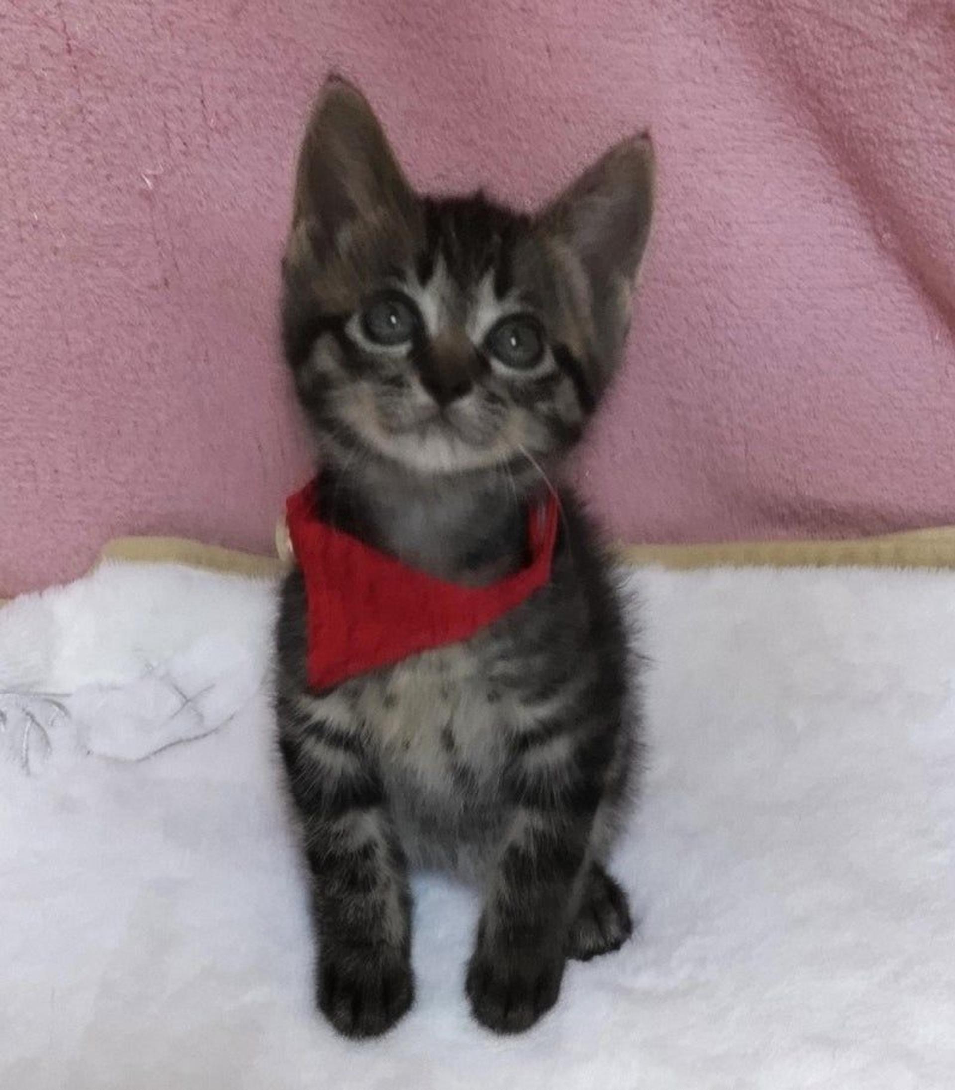 pet-image-4
