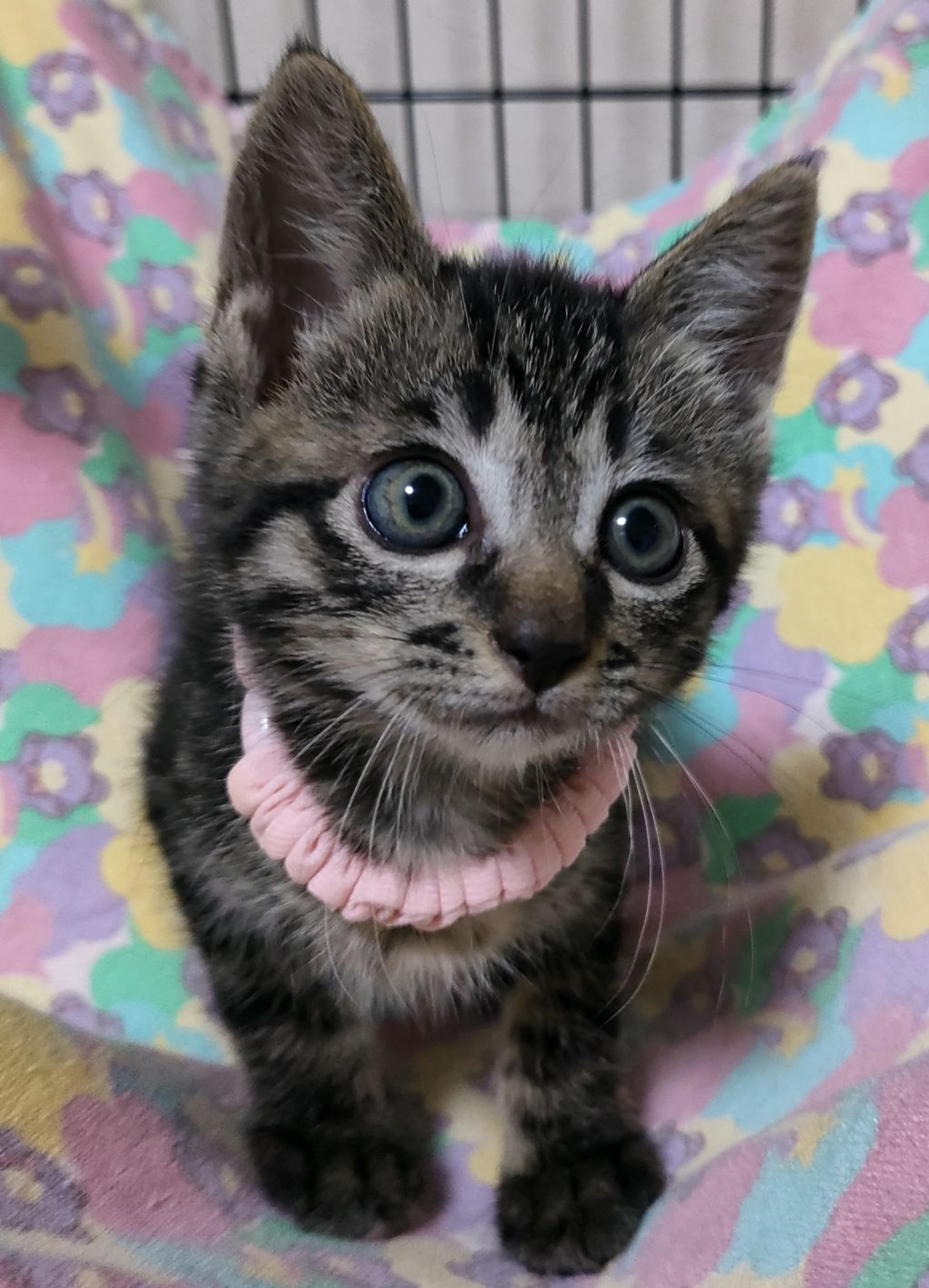 pet-image-2