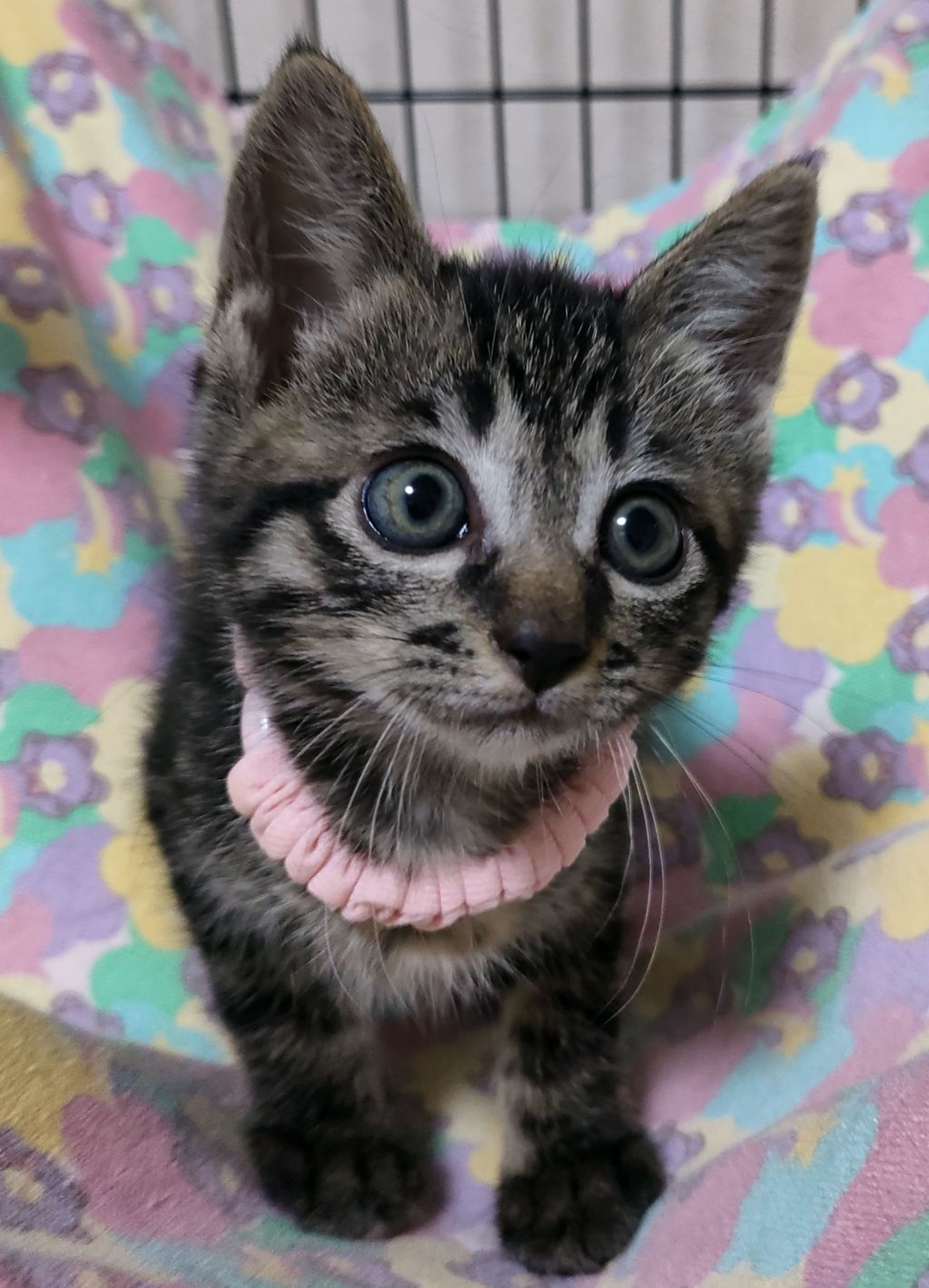 雑種（ミックス猫）・メスの里親募集の写真
