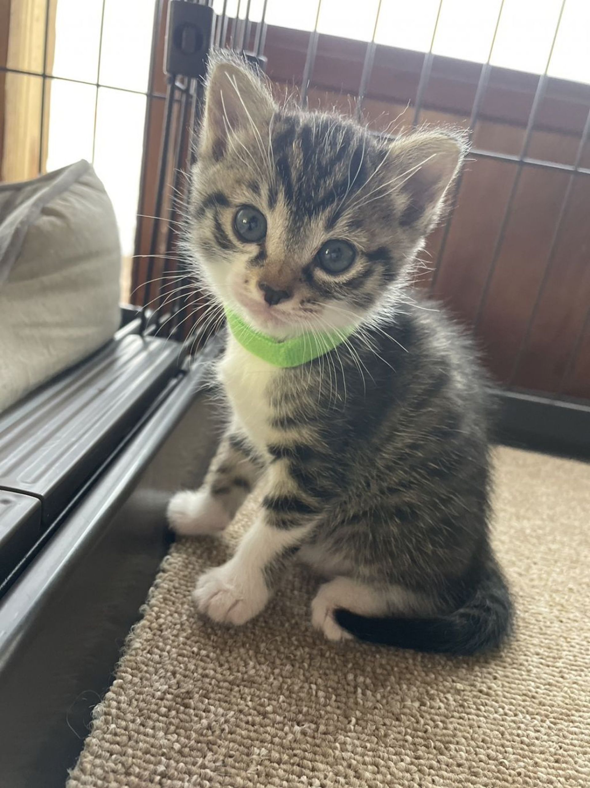 雑種（ミックス猫）・メスの里親募集の写真