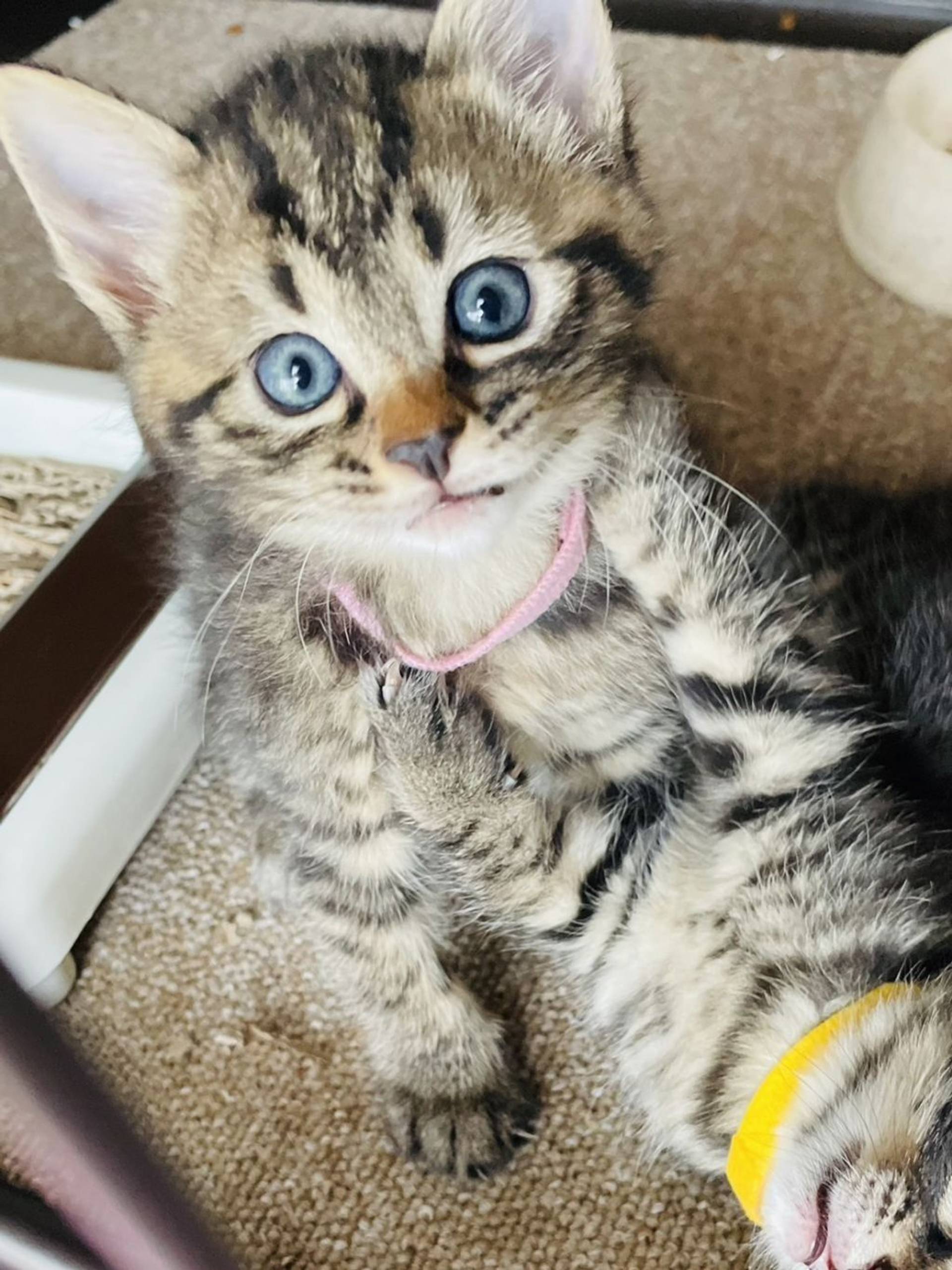 雑種（ミックス猫）・メスの里親募集の写真