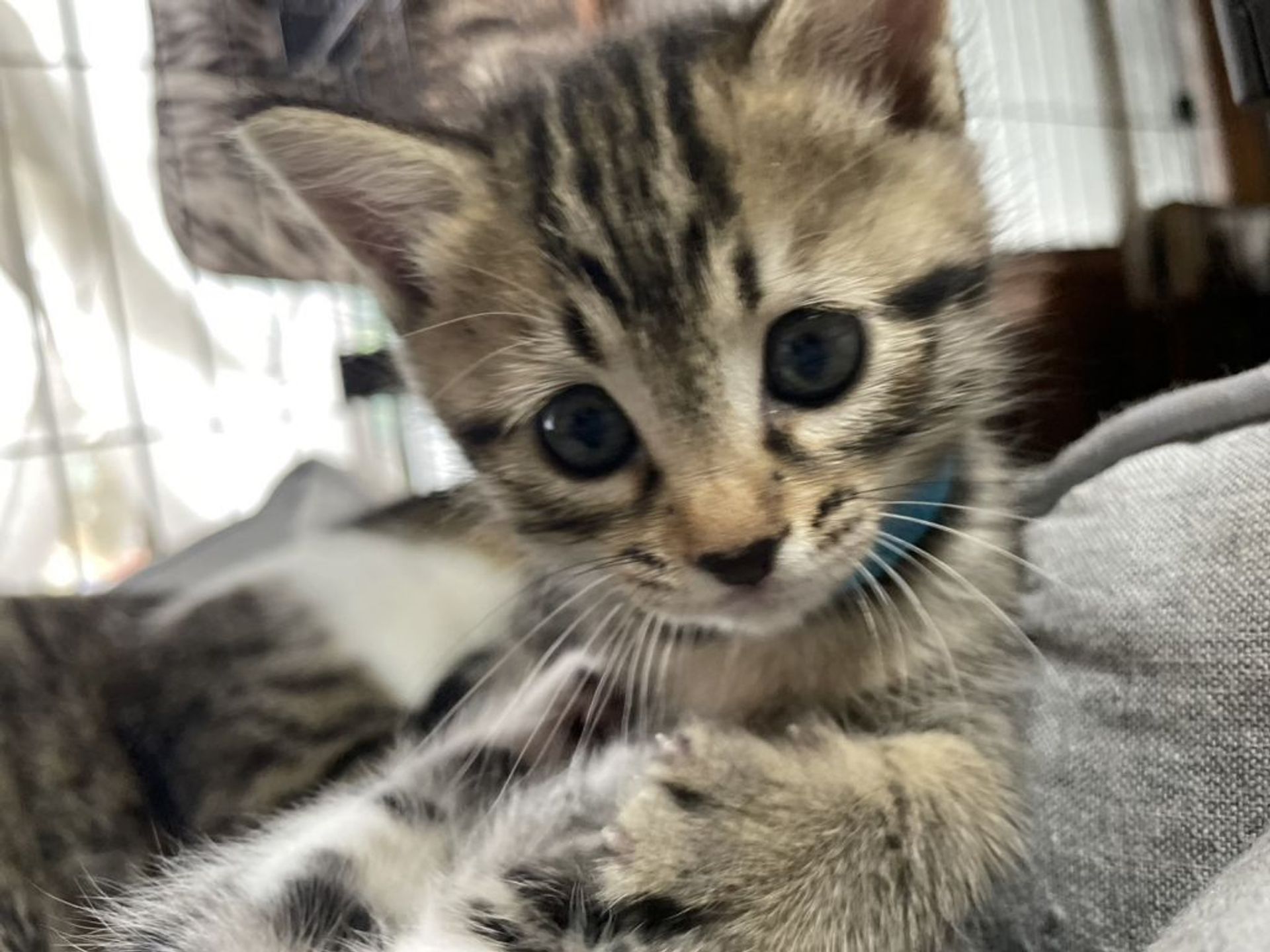 雑種（ミックス猫）・メスの里親募集の写真