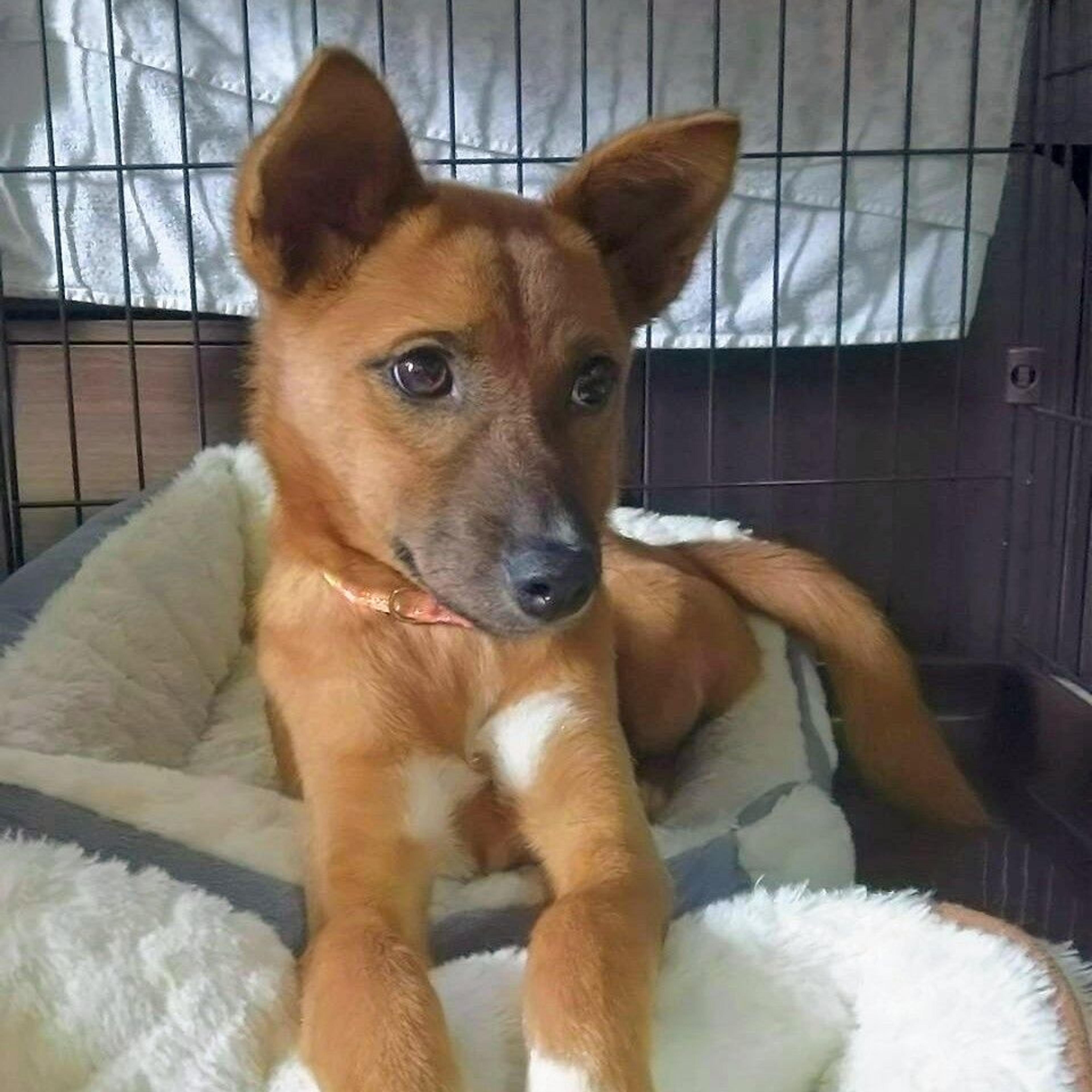 pet-image-2