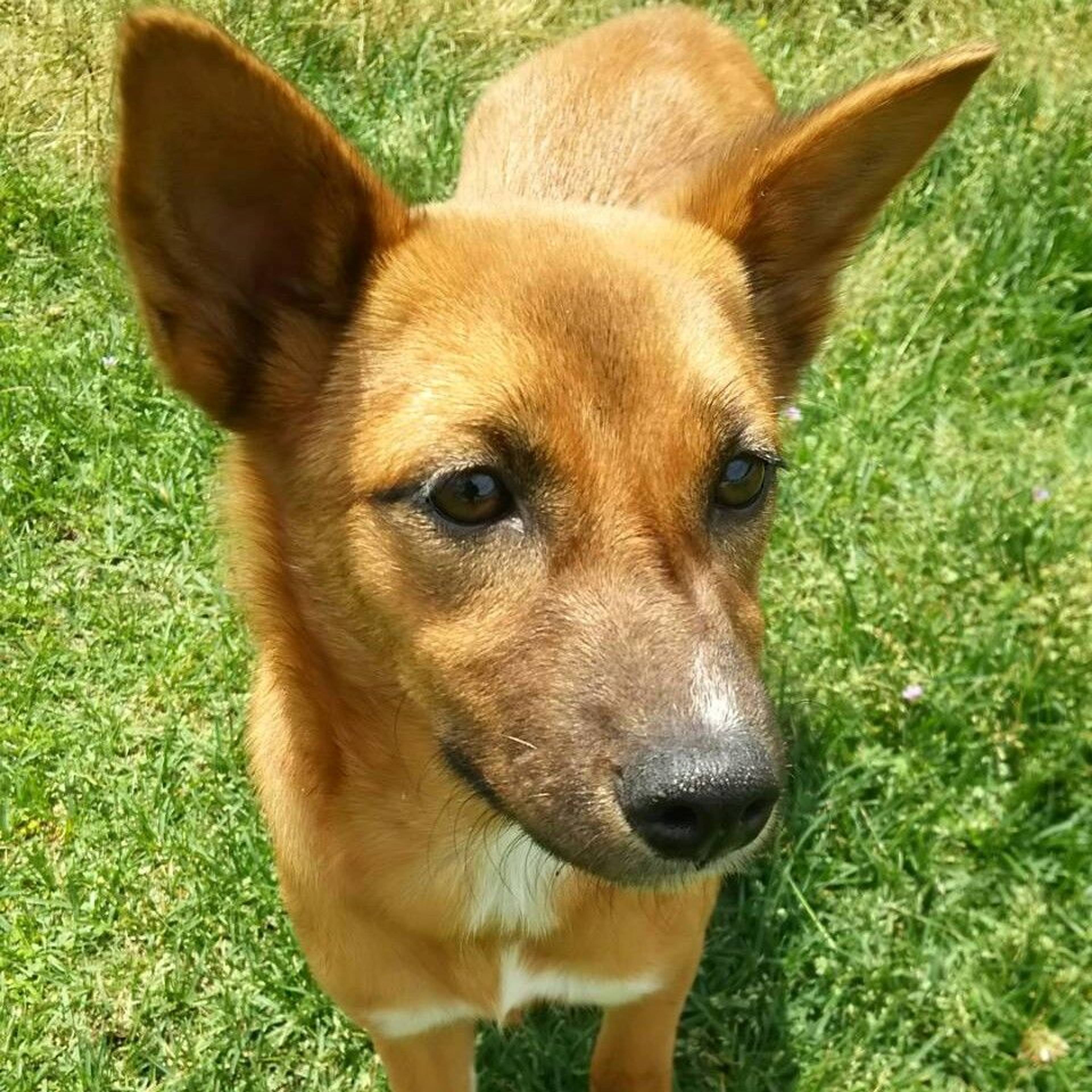 雑種（ミックス犬）・メスの里親募集の写真