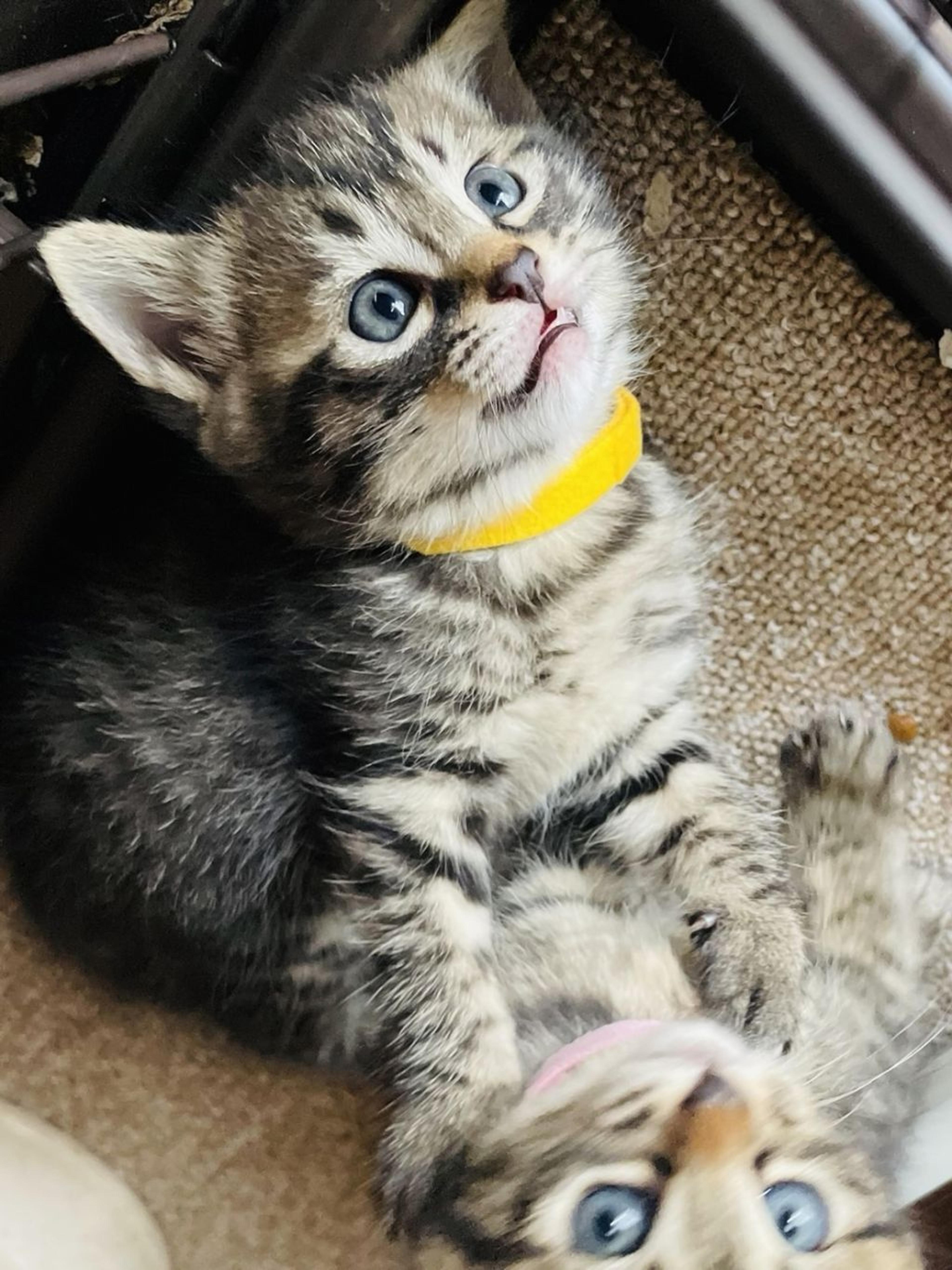 pet-image-2