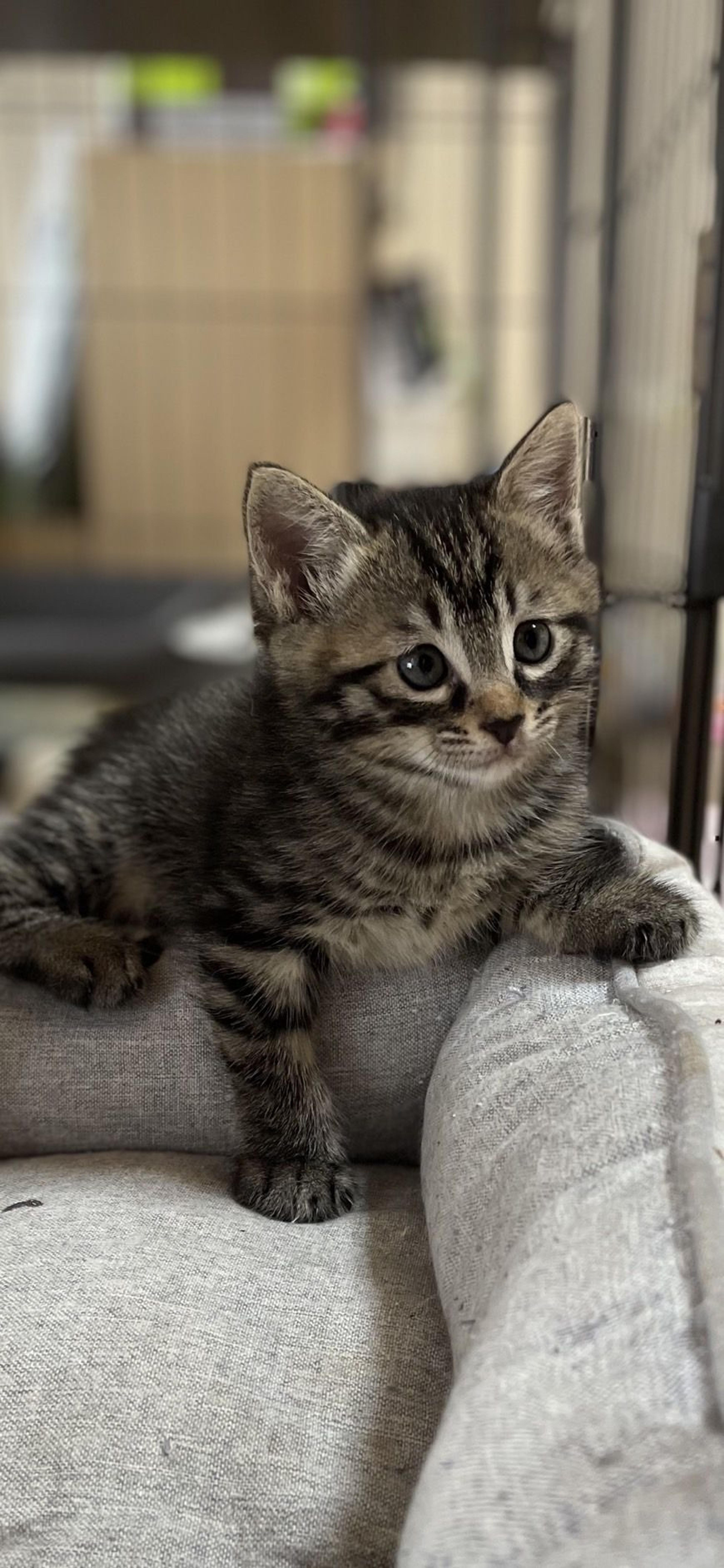 pet-image-5