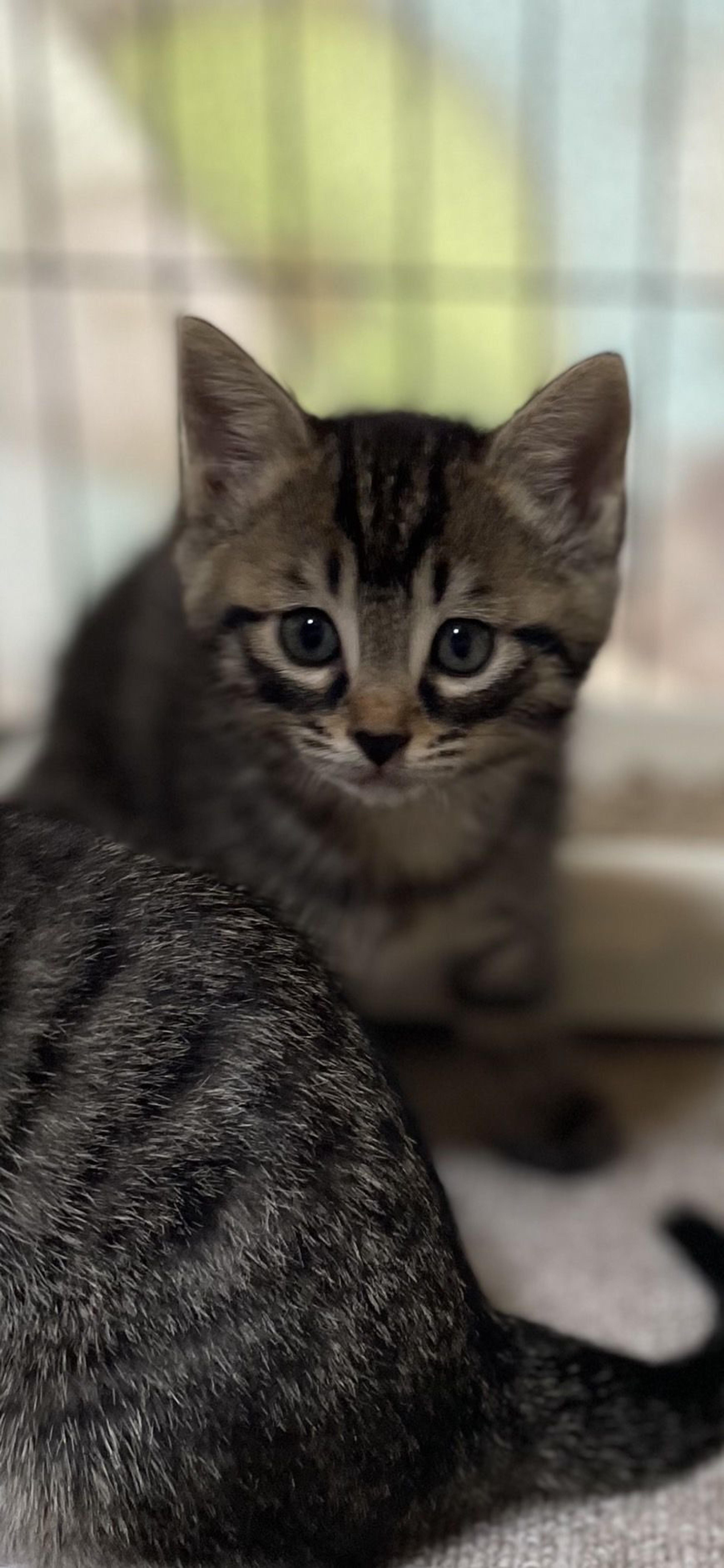 pet-image-7