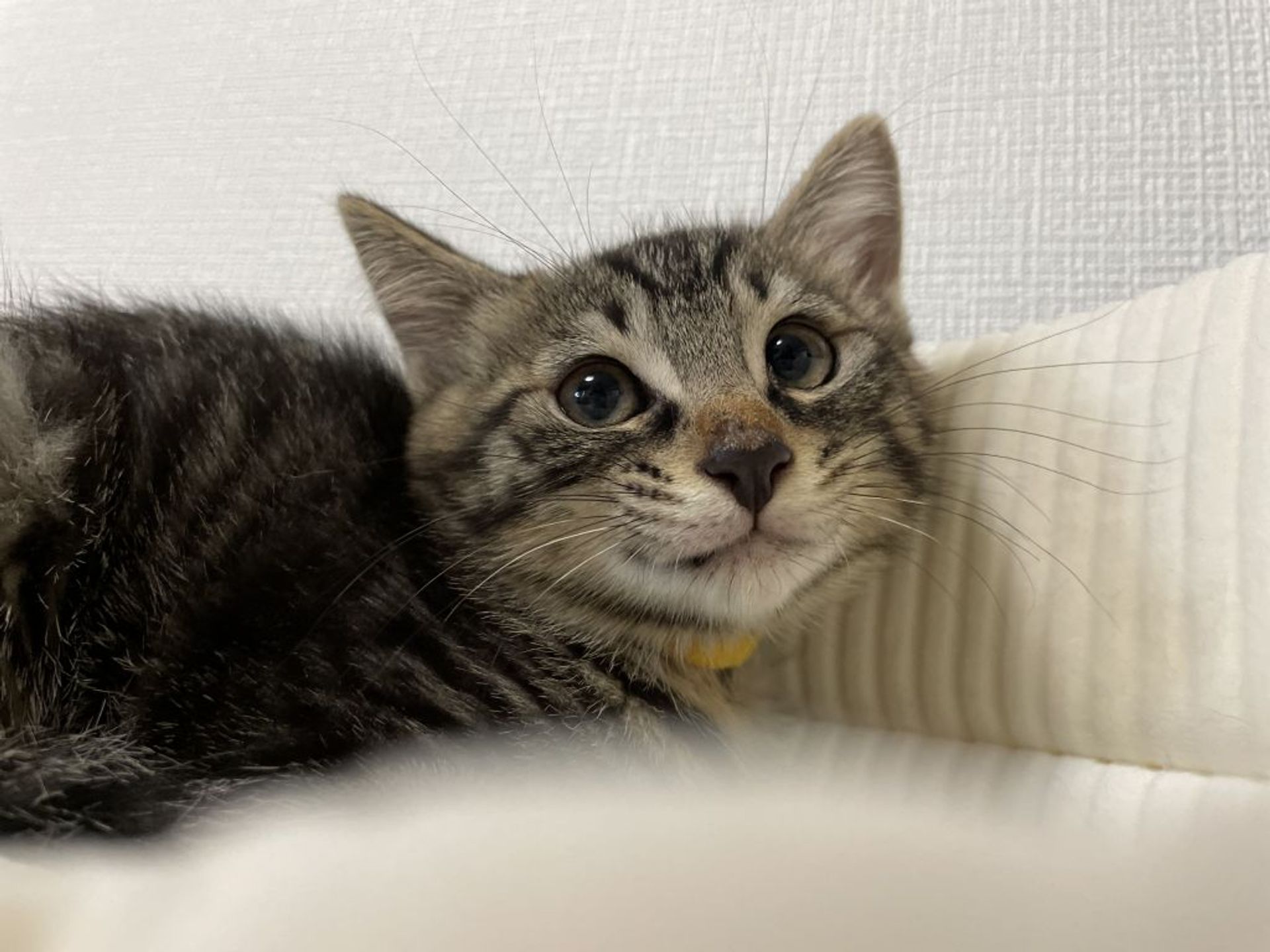 雑種（ミックス猫）・オスの里親募集の写真