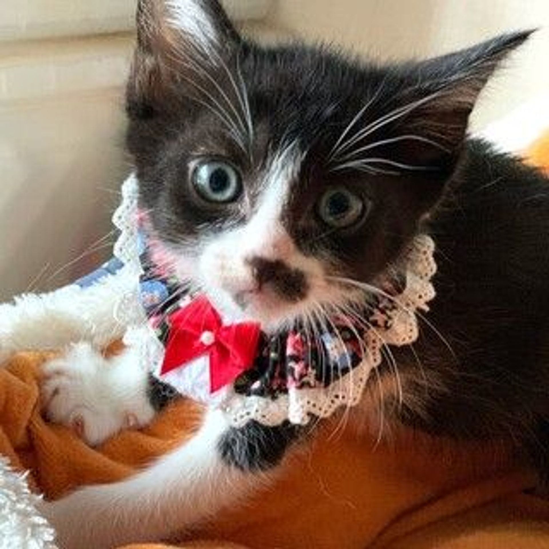 雑種（ミックス猫）・メスの里親募集の写真