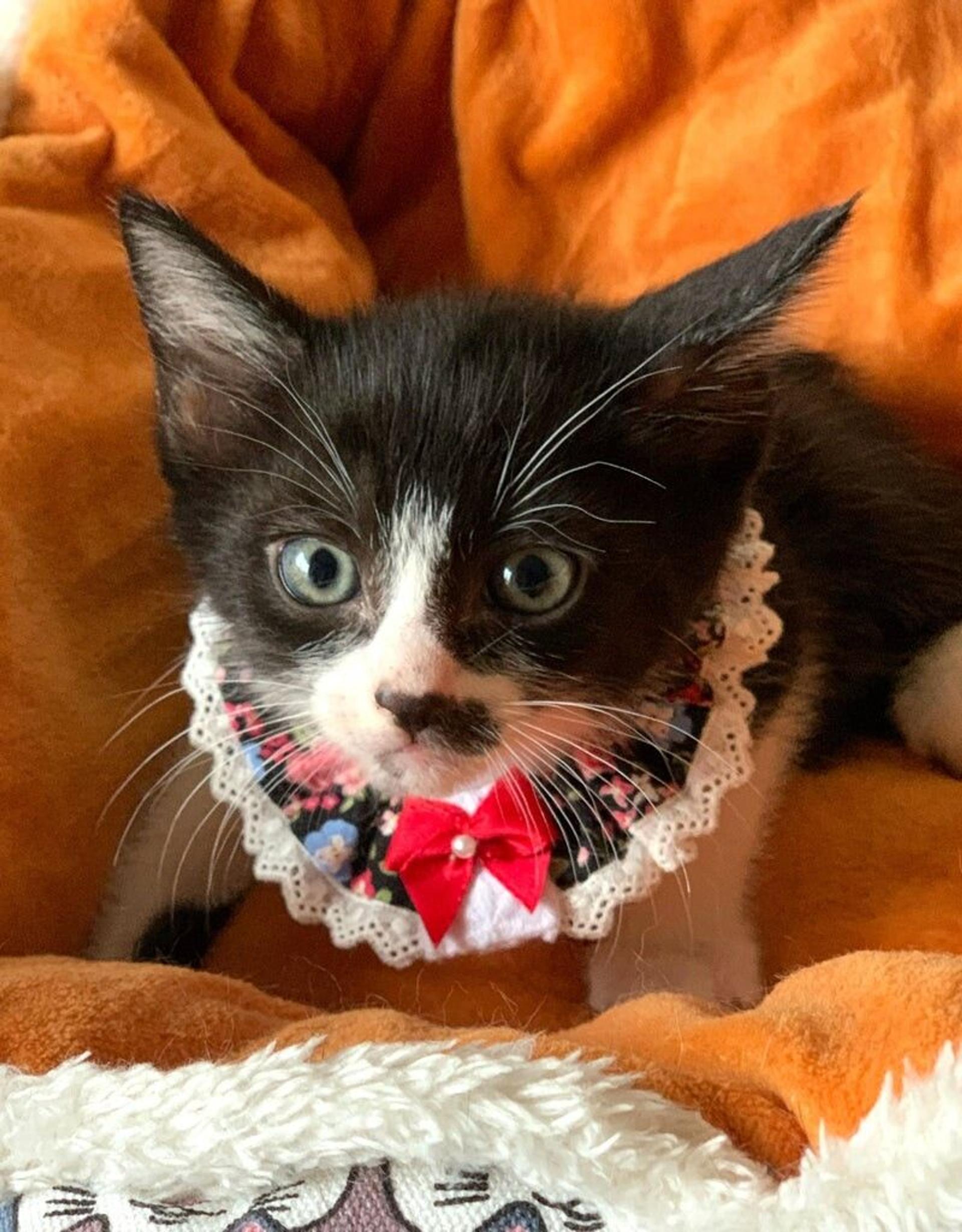 pet-image-2