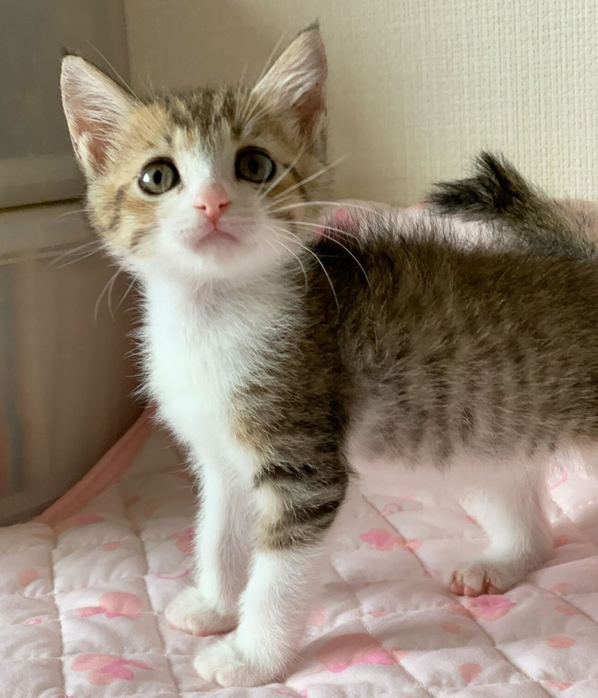 雑種（ミックス猫）・メスの里親募集の写真
