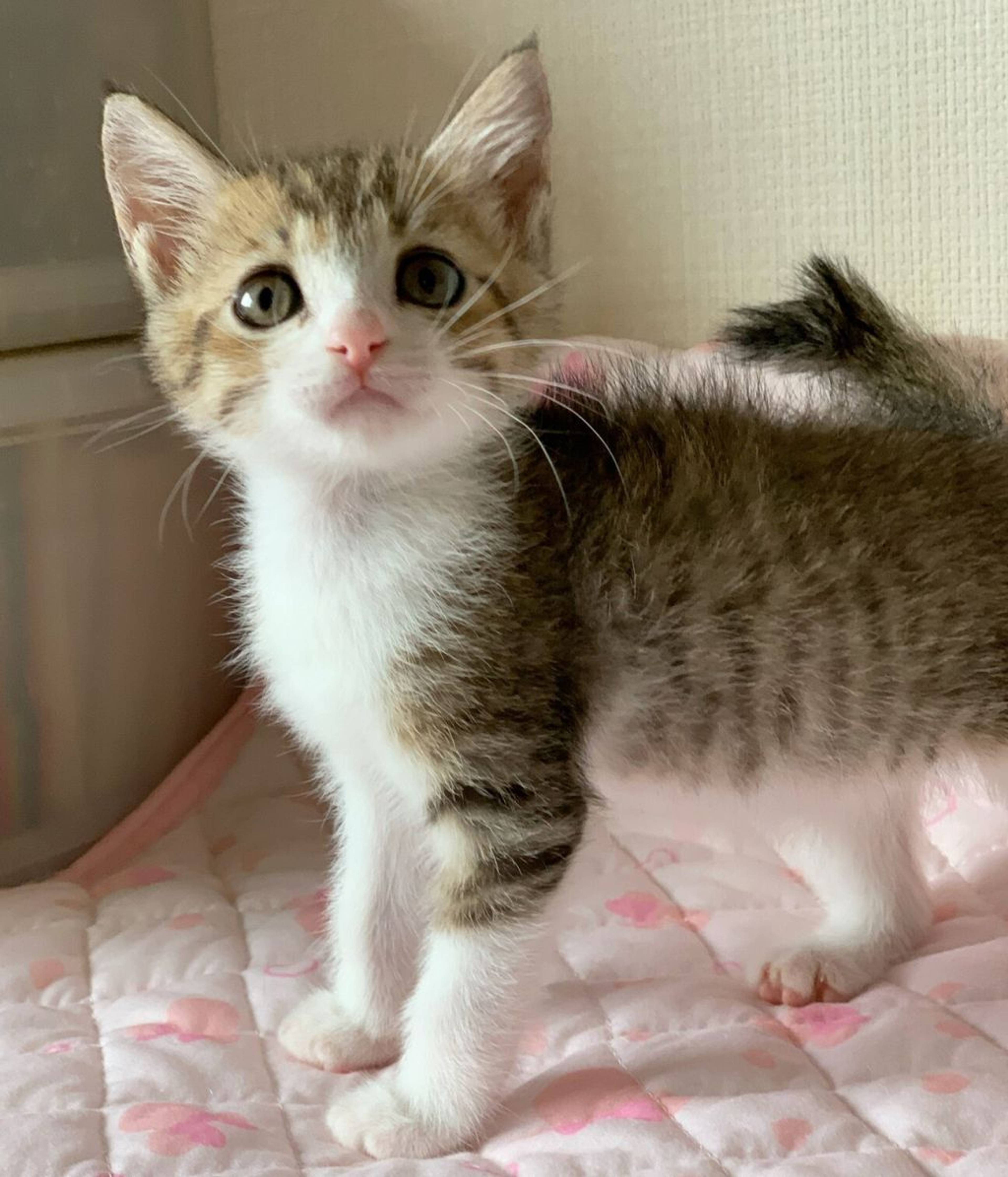 雑種（ミックス猫）・メスの里親募集の写真