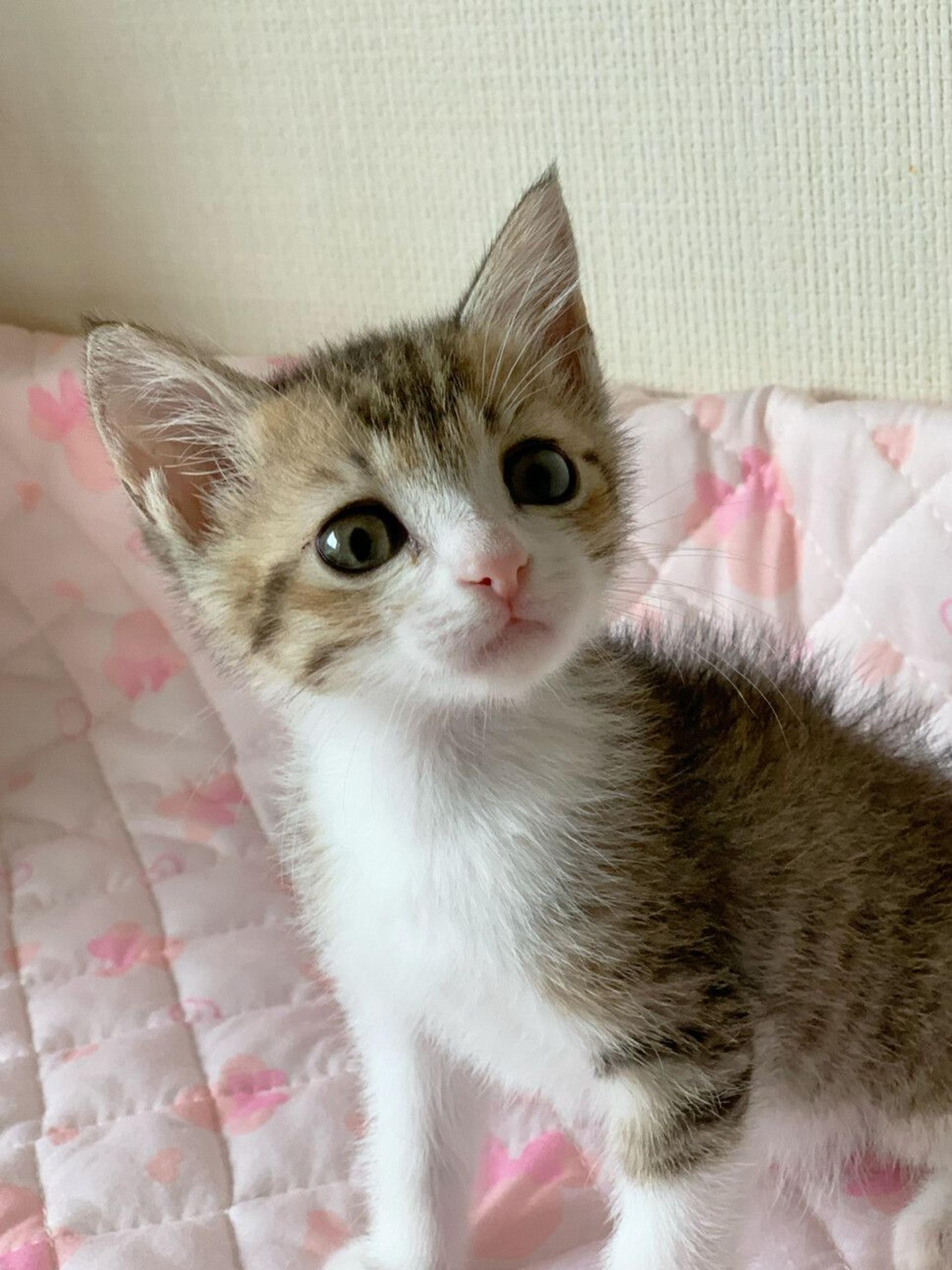 pet-image-2