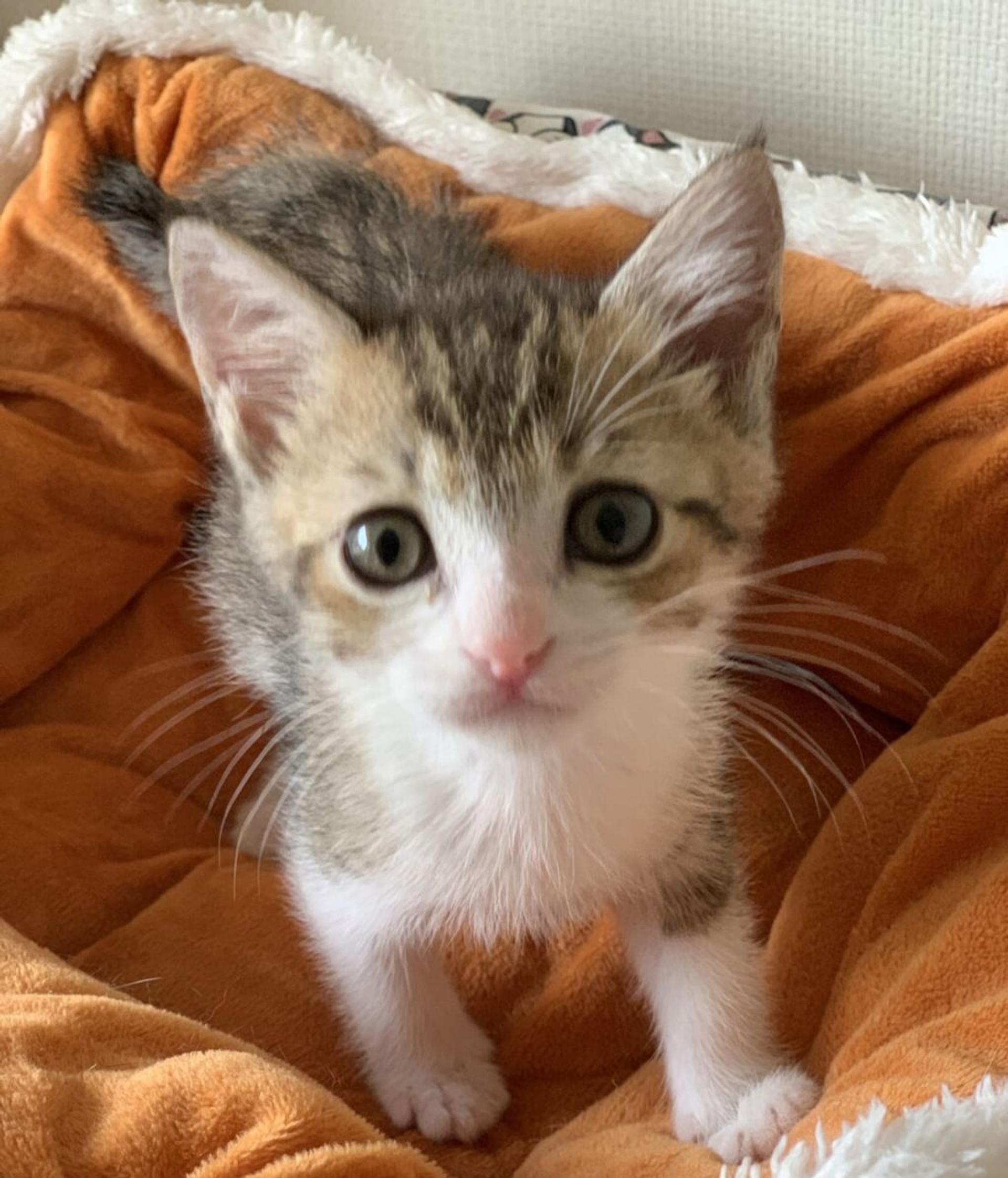 pet-image-3