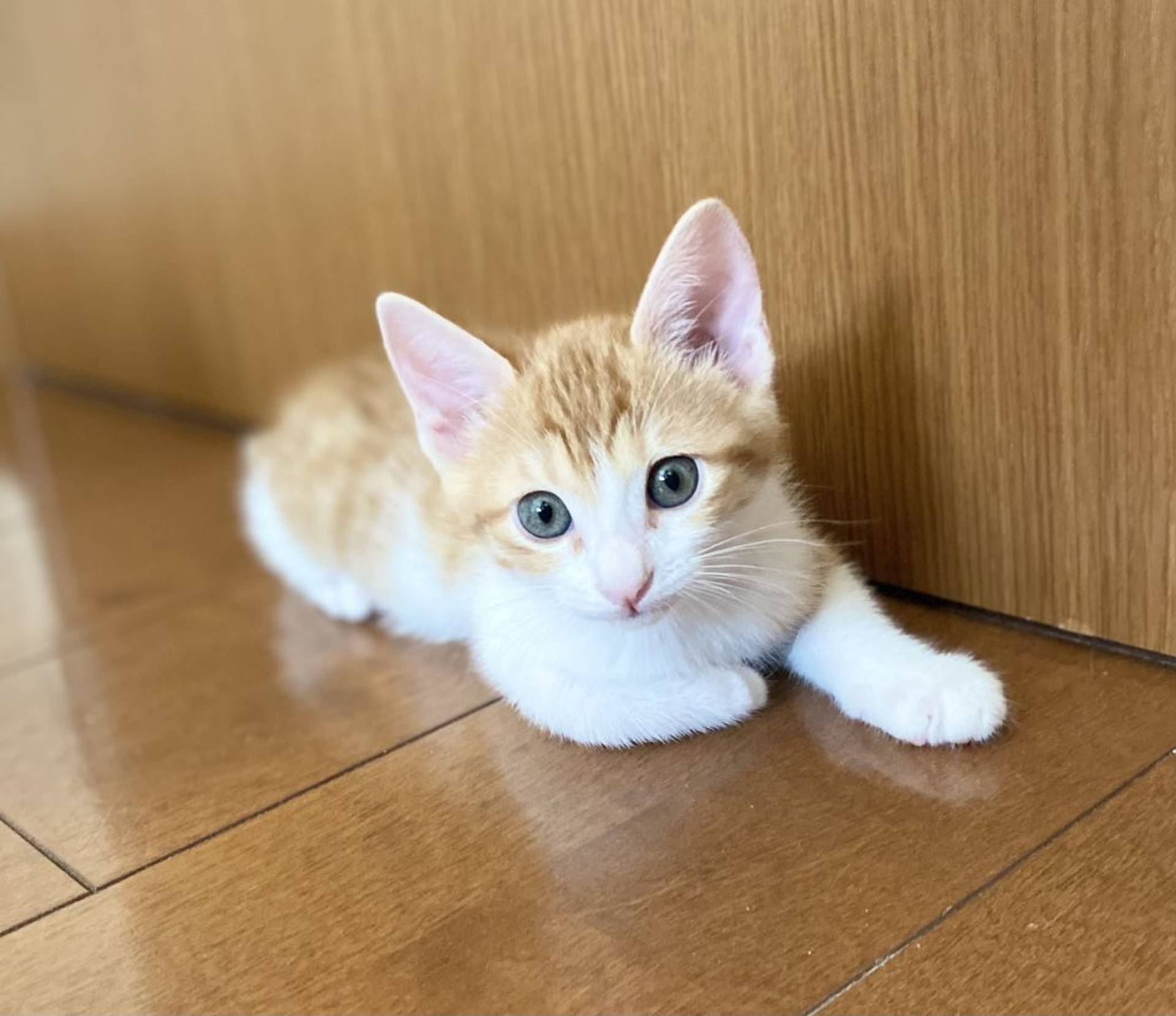 雑種（ミックス猫）・オスの里親募集の写真