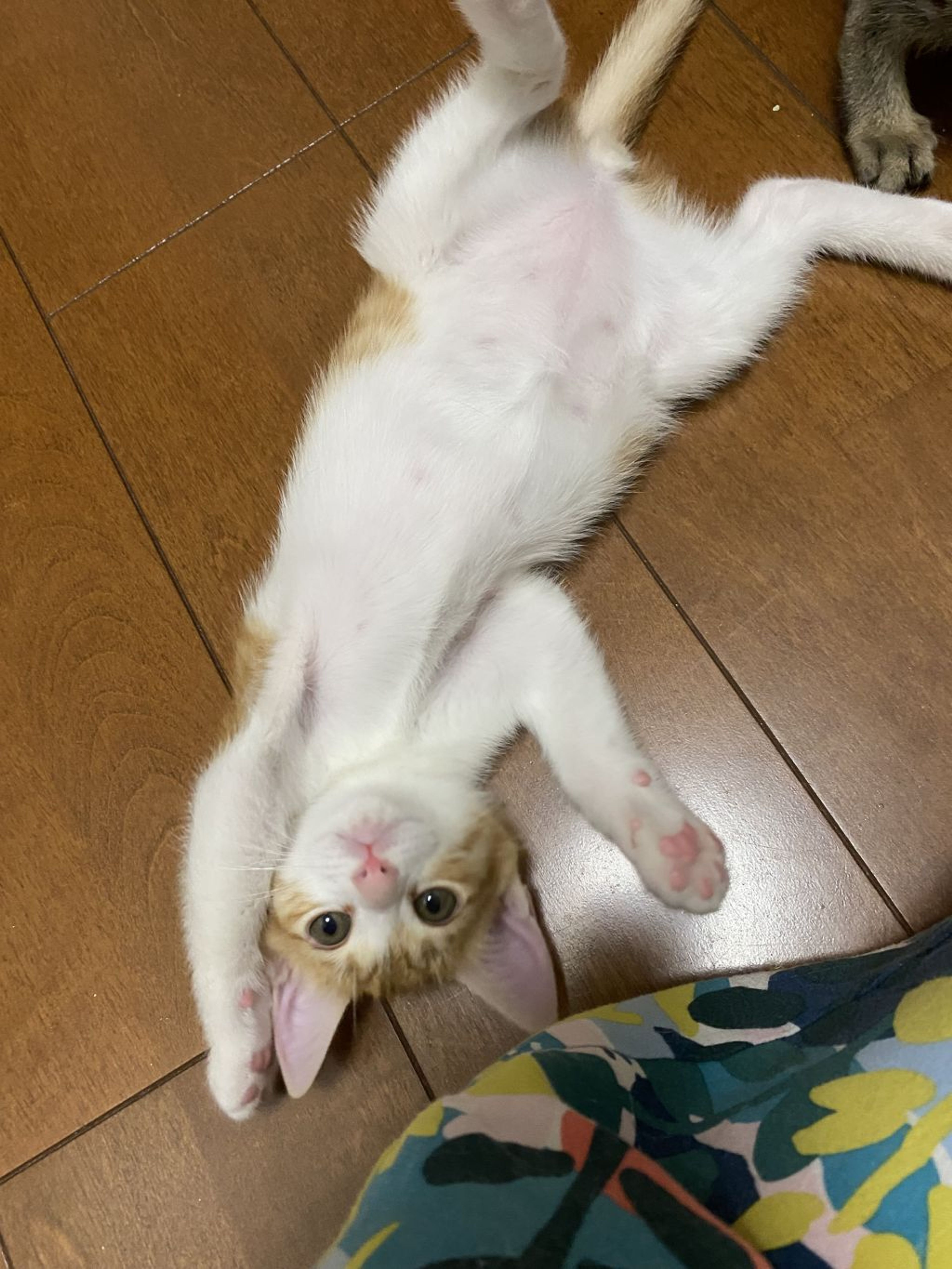 pet-image-2