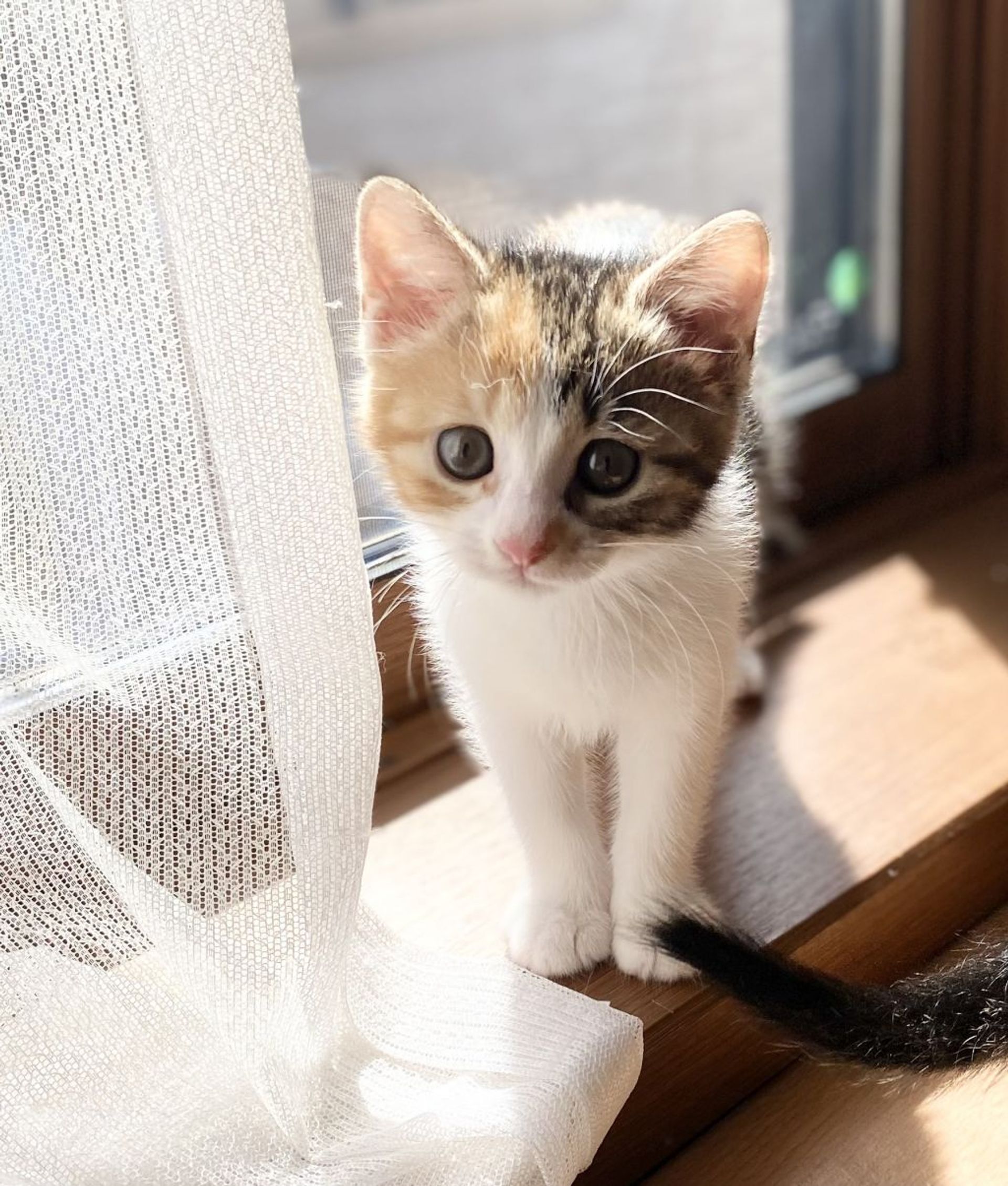 雑種（ミックス猫）・メスの里親募集の写真