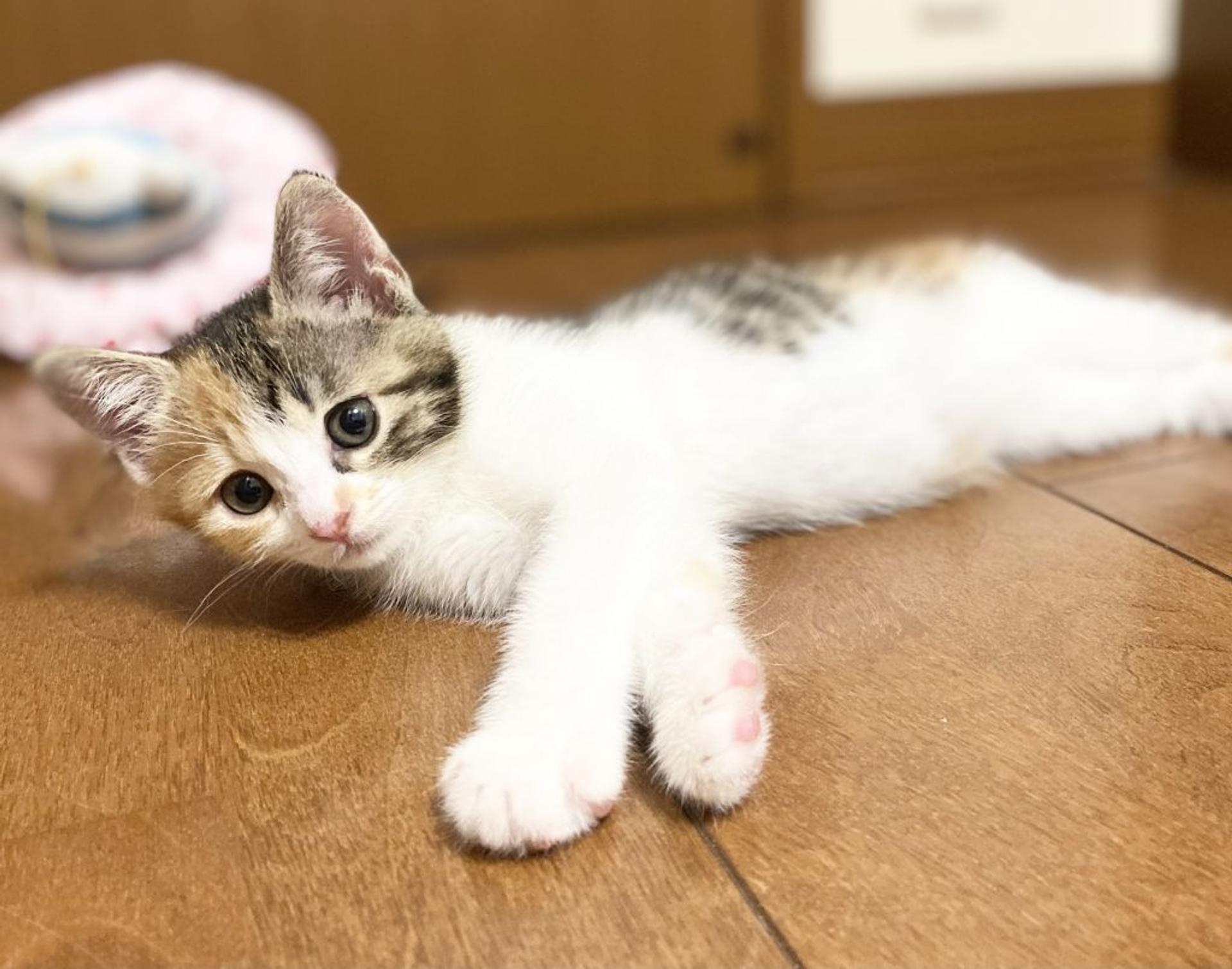 pet-image-3