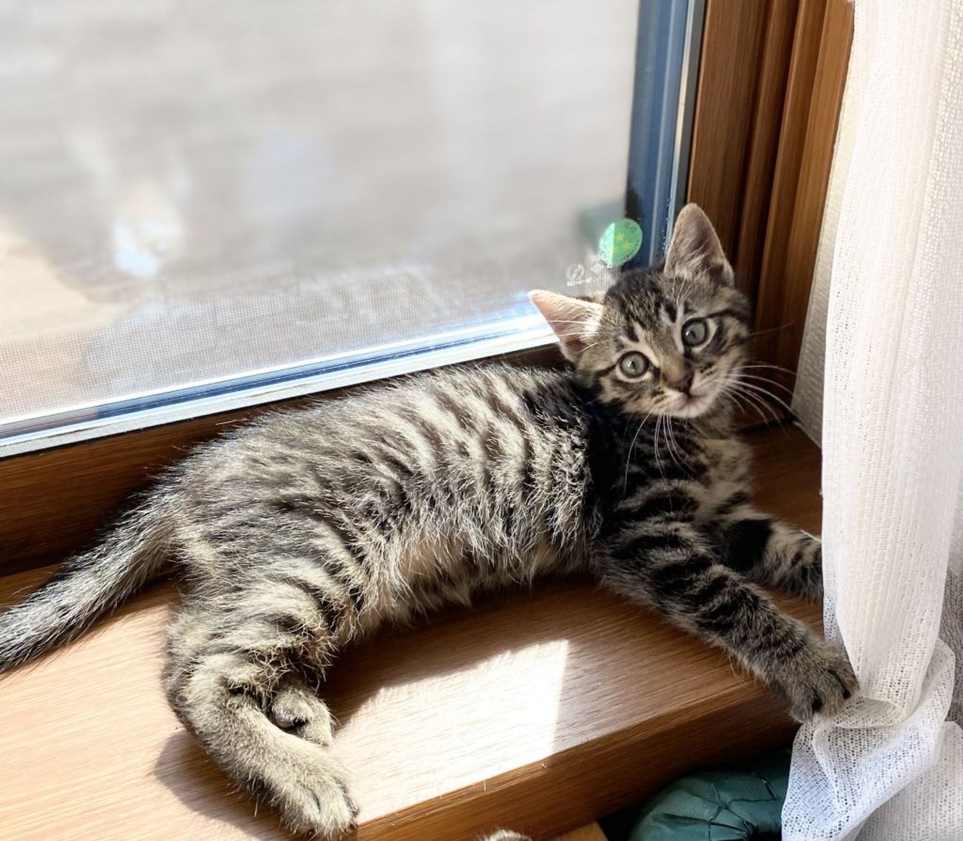 雑種（ミックス猫）・メスの里親募集の写真