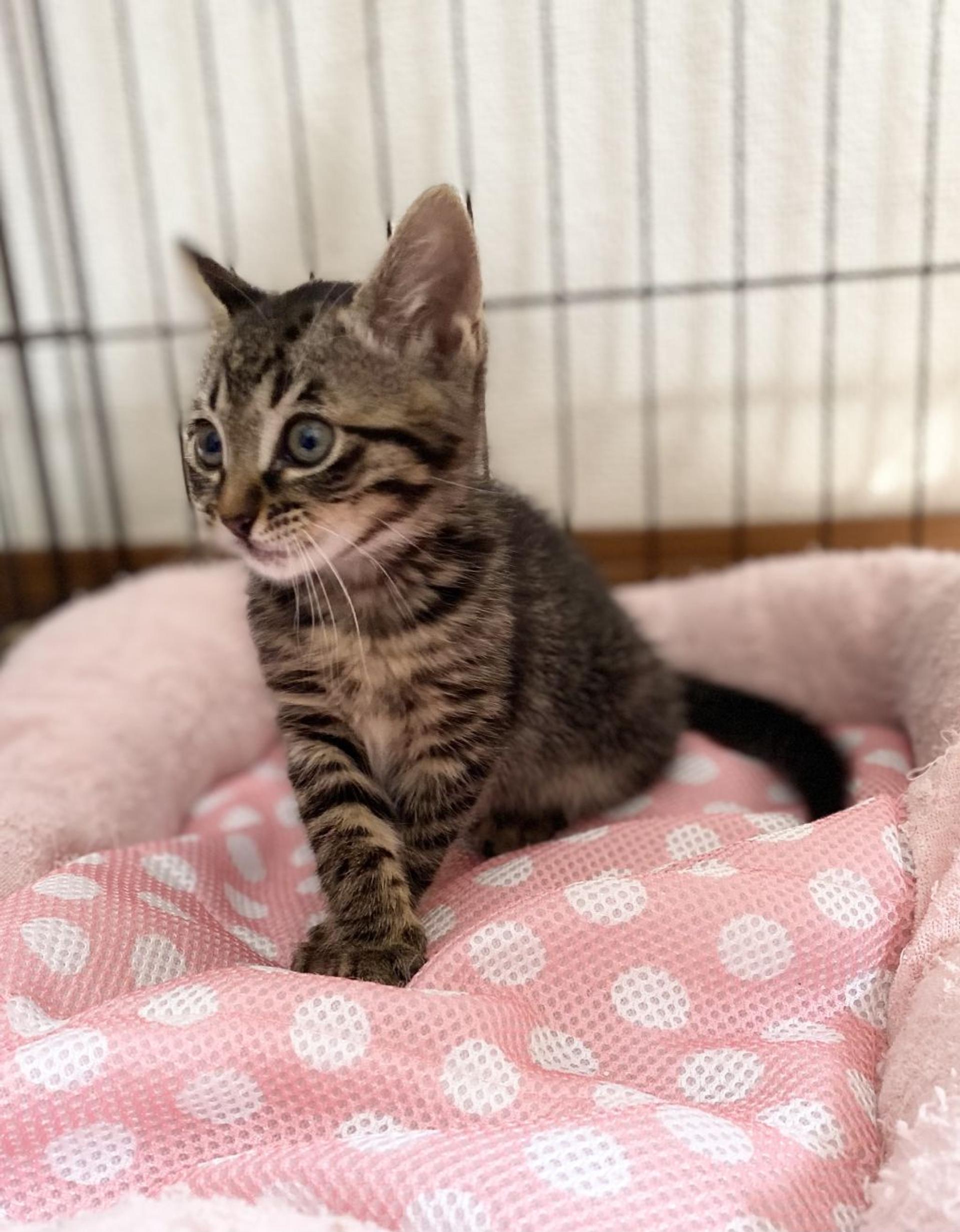pet-image-3