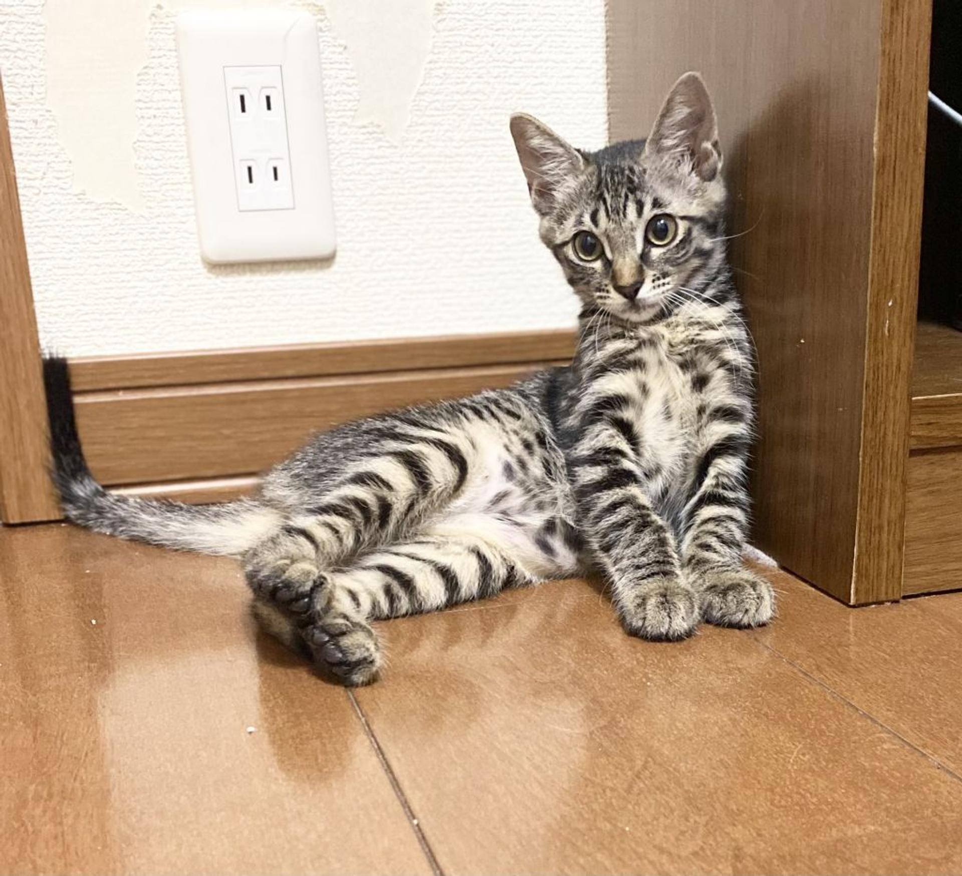 pet-image-2