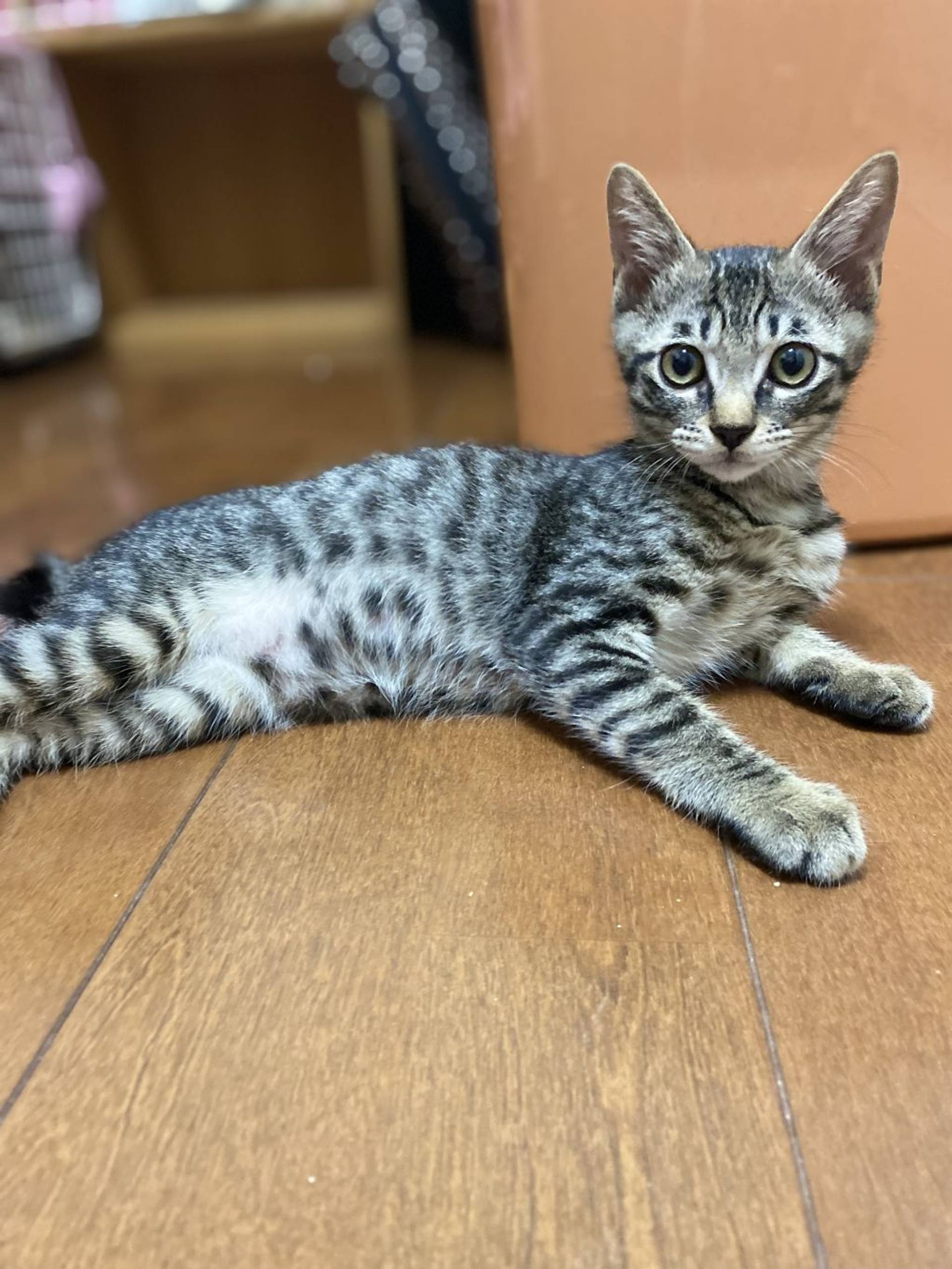 雑種（ミックス猫）・オスの里親募集の写真
