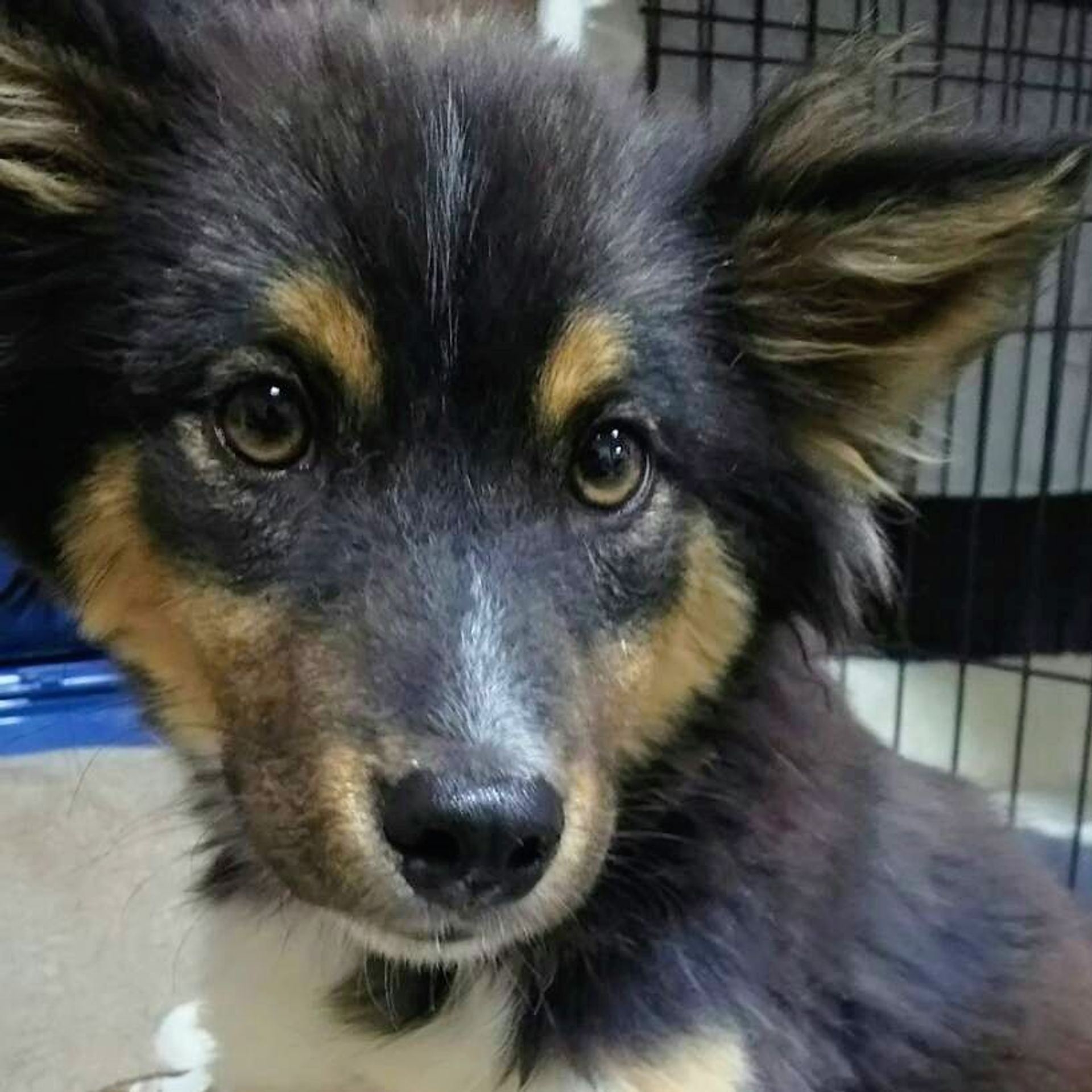 雑種（ミックス犬）・オスの里親募集の写真