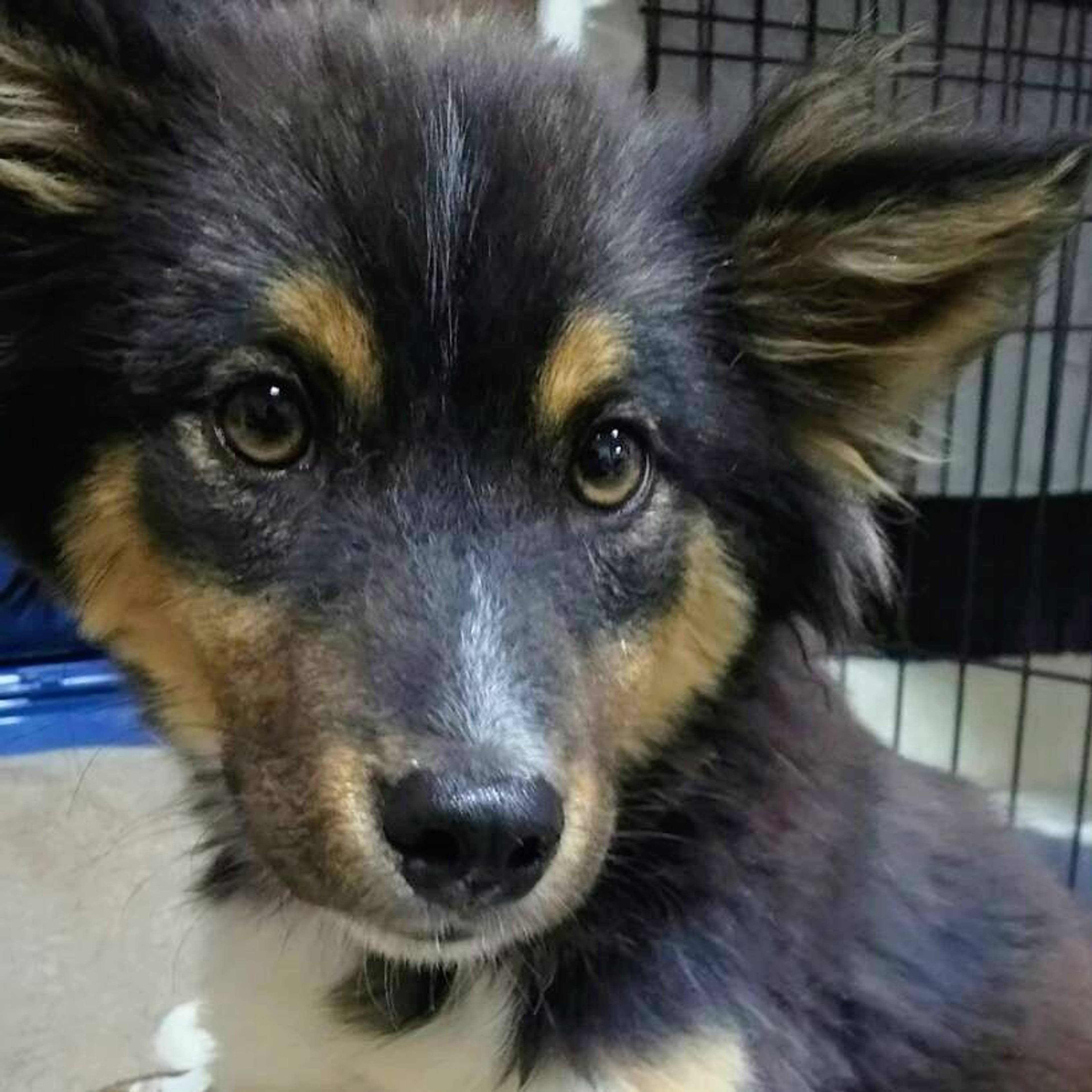 雑種（ミックス犬）・オスの里親募集の写真