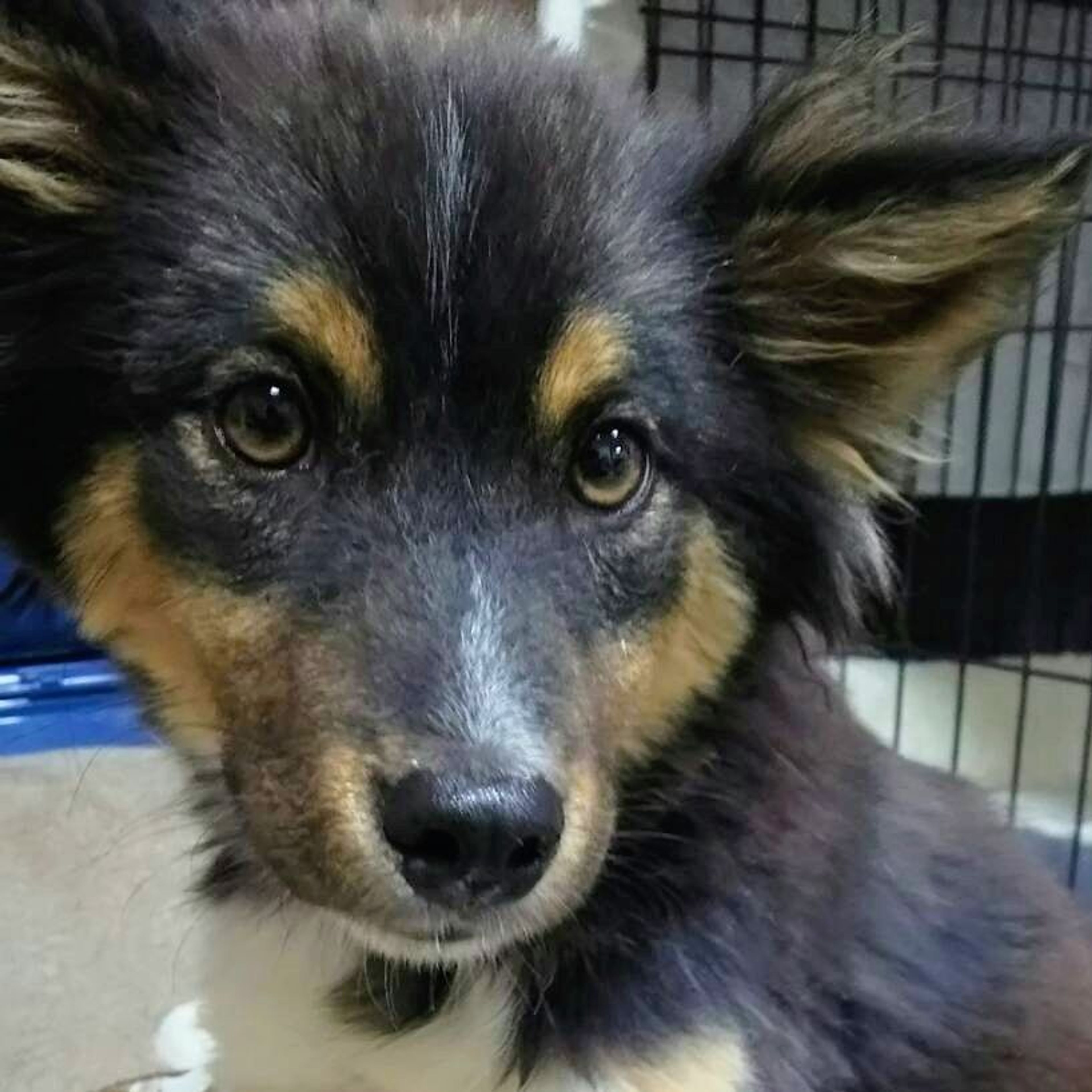 雑種（ミックス犬）・オスの里親募集の写真